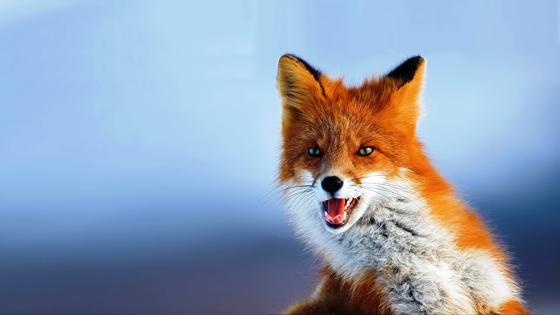 Cool Animal Wallpapers 63 Images 