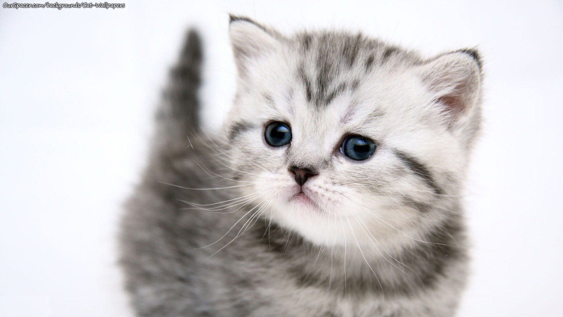 1920x1080 Black and white kitten wallpapers for myspace, twitter, and hi5 backgrounds