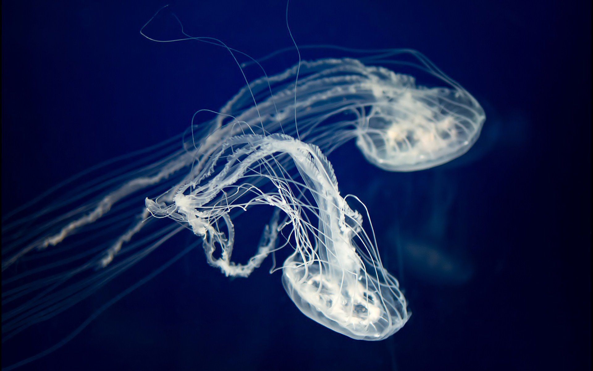 1920x1200 Jellyfish Wallpapers