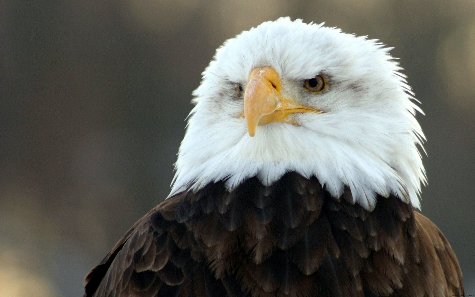 1920x1200 Eagle Wallpapers HD Pictures