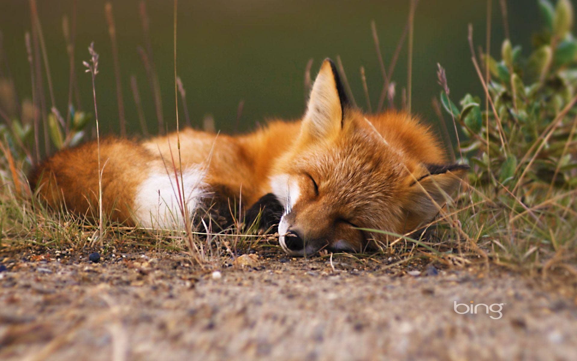 1920x1200 Wallpapers For > Baby Red Fox Wallpaper