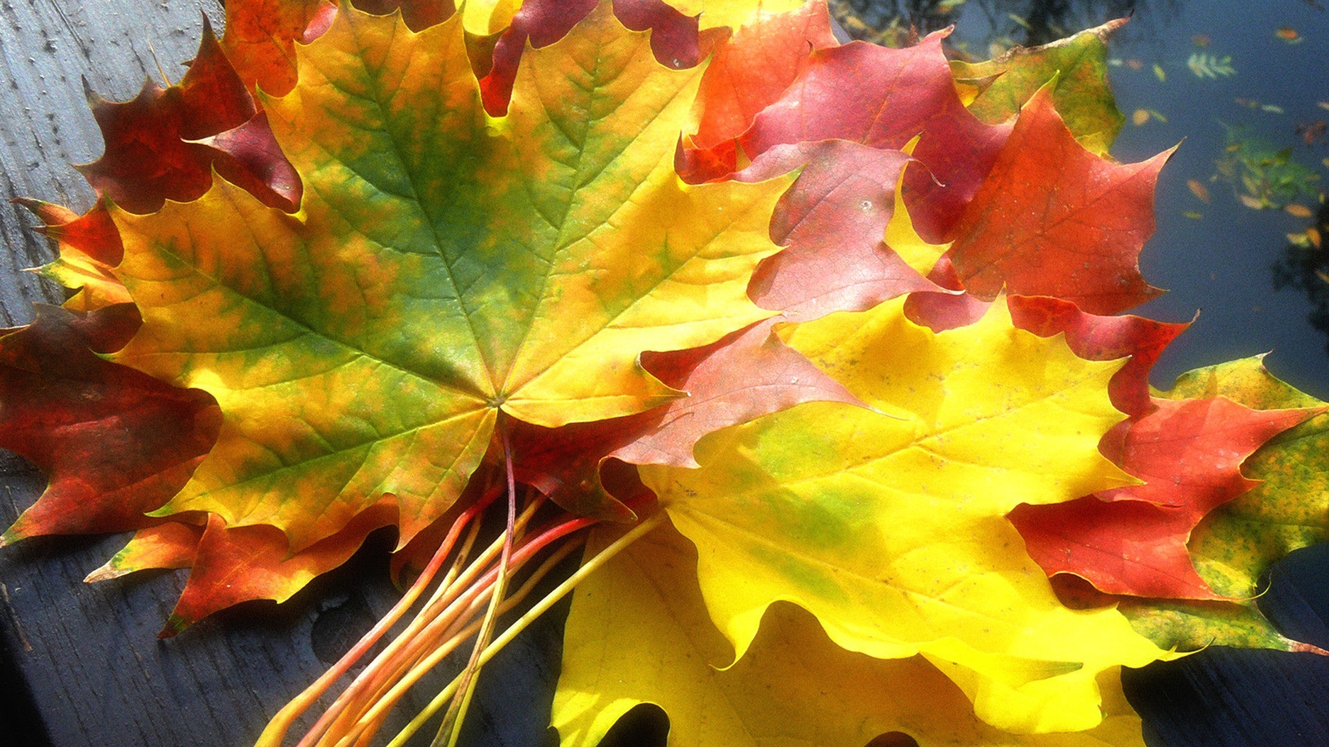 1920x1080 Fall Leaves Wallpaper Autumn Nature Wallpapers