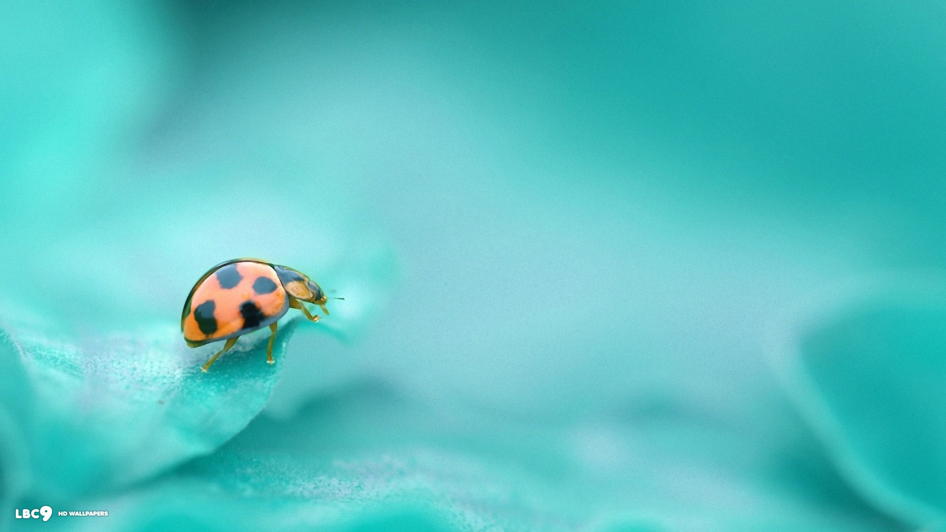1920x1080 azure background ladybug crawling 1080p