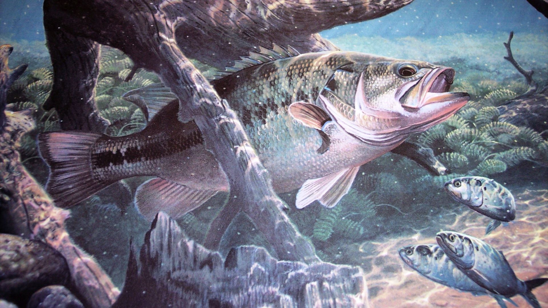 1920x1080 Underwater Tag - Fishes Bass Underwater Lake Water Artwork Sport Fishing  Fish River Stock Photo Free