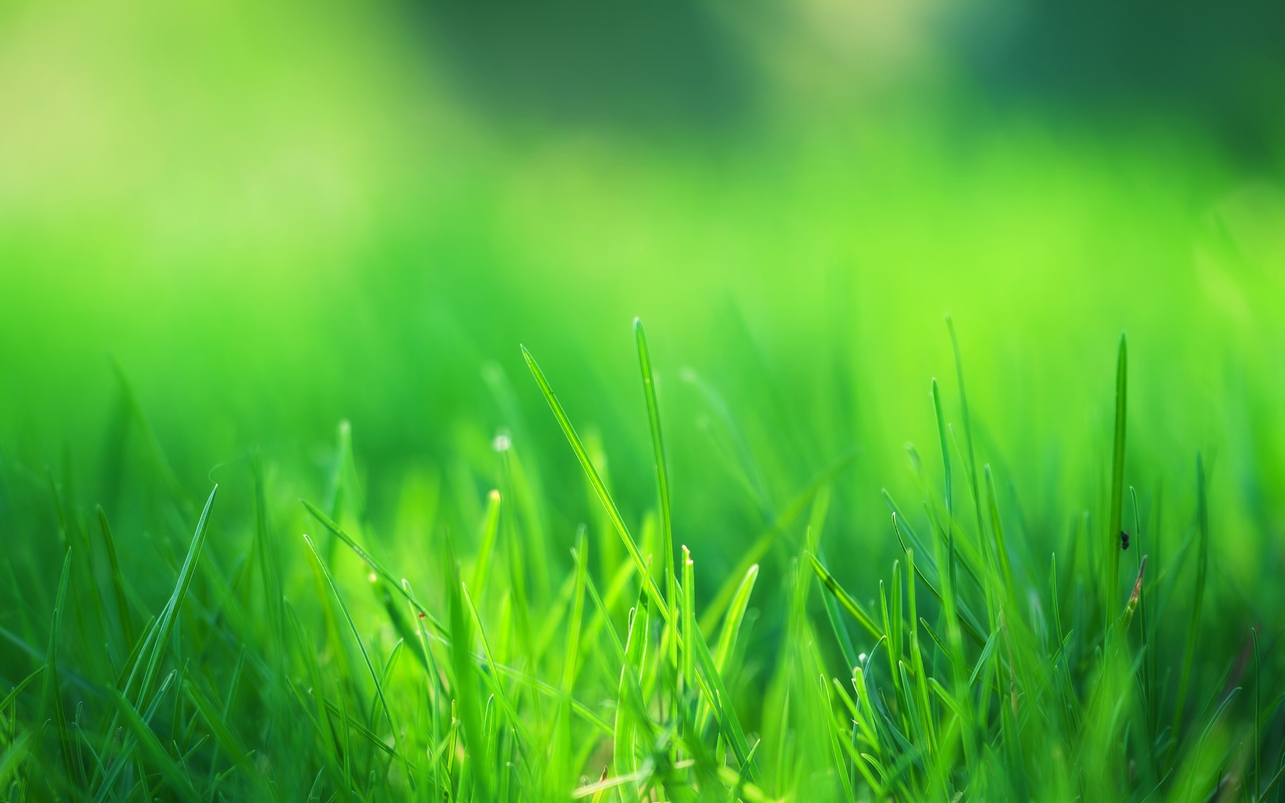 2560x1600 Green Grass Field HD Desktop Wallpaper