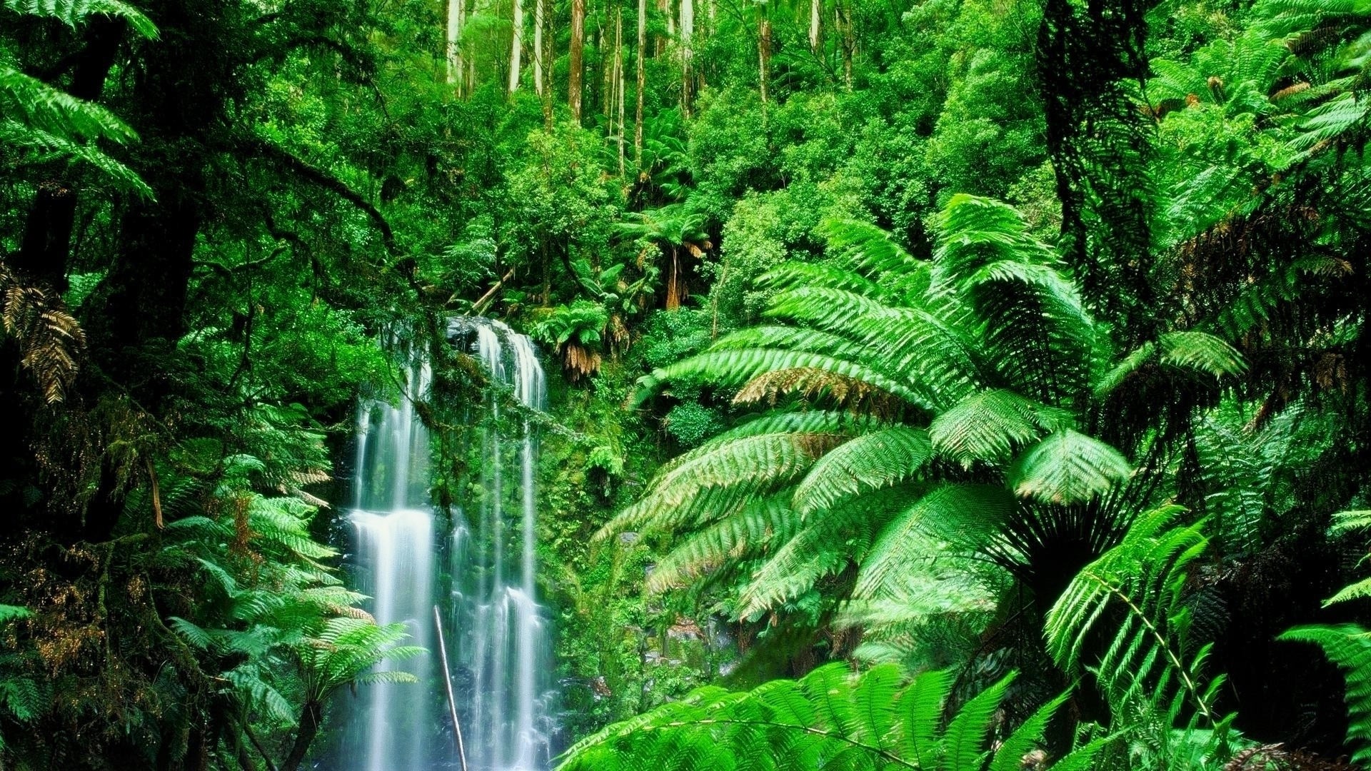 temperate rainforest background