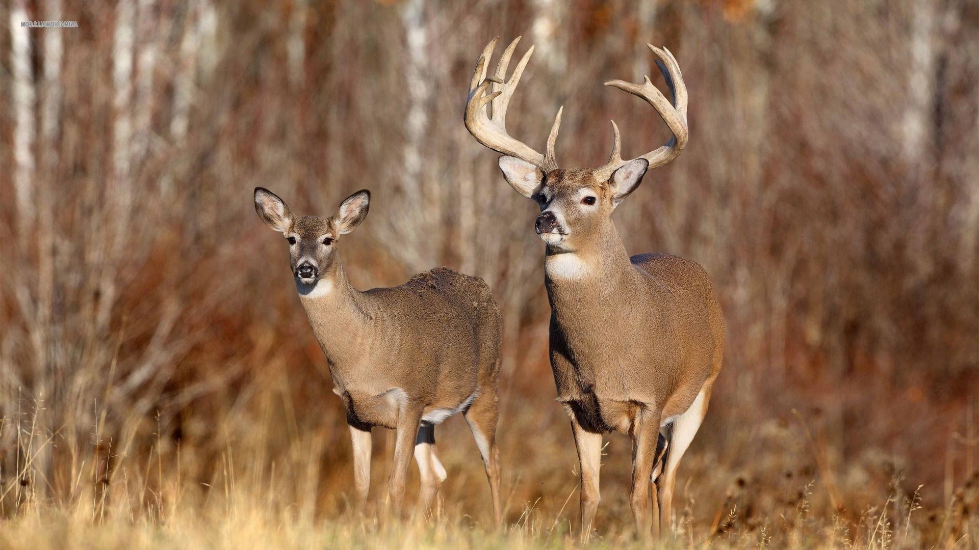 1920x1080 free whitetail deer wallpaper 10 - flipped | Images And Wallpapers .