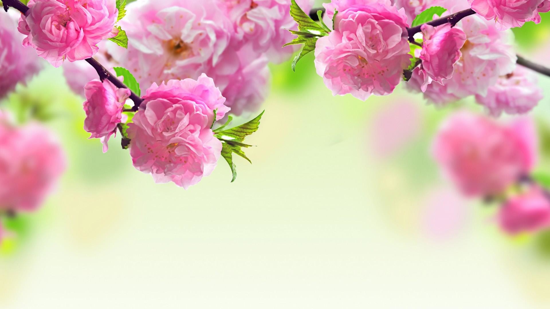 1920x1080 Feel Spring Atmosphere All Time With Spring Themed Wallpaper : Spring .