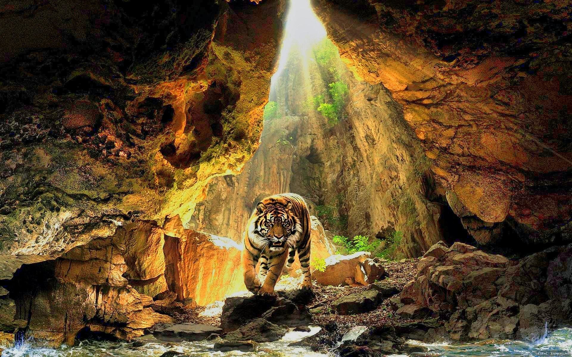 1920x1200 cave bengal tiger