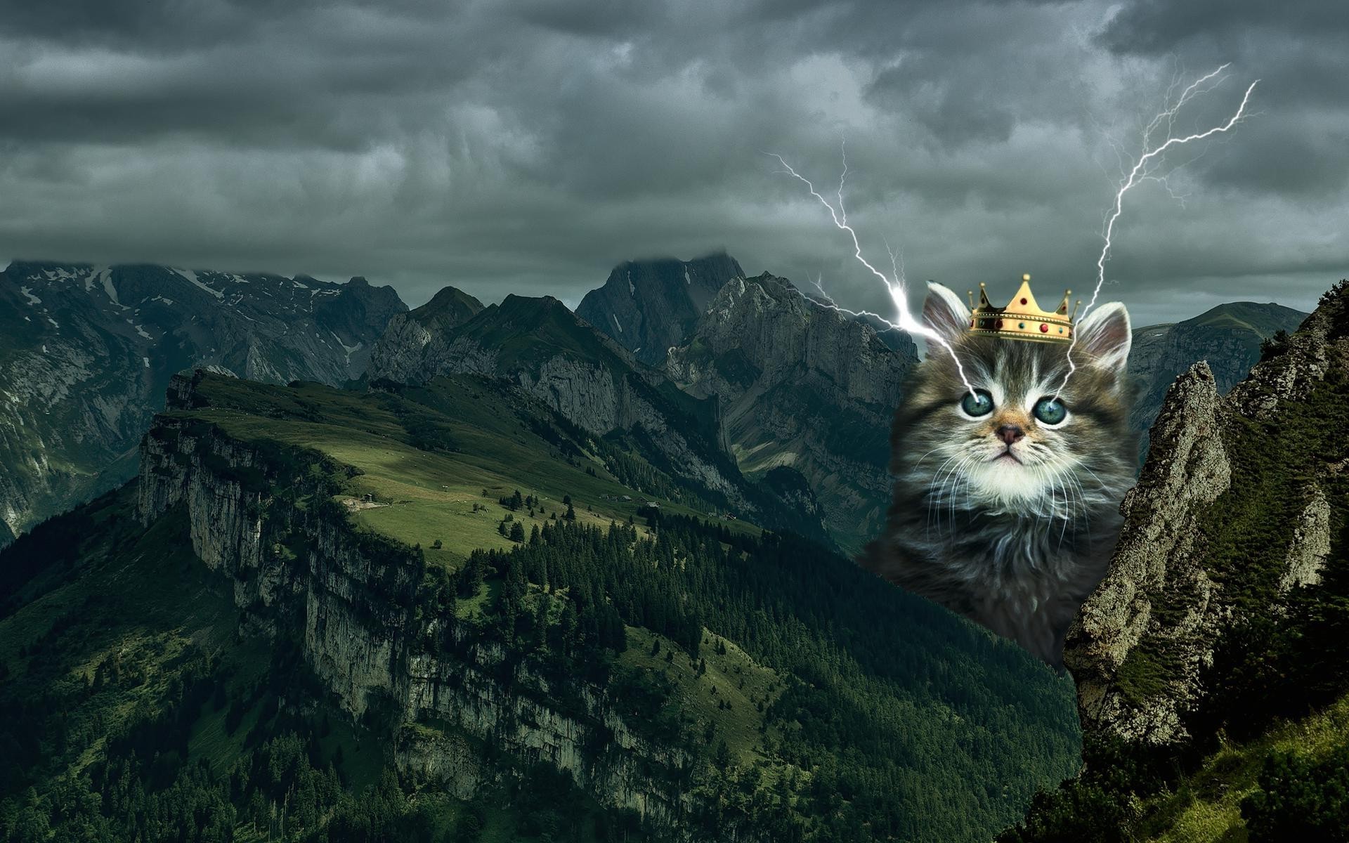 1920x1200 epic cat wallpaper for computers -#main