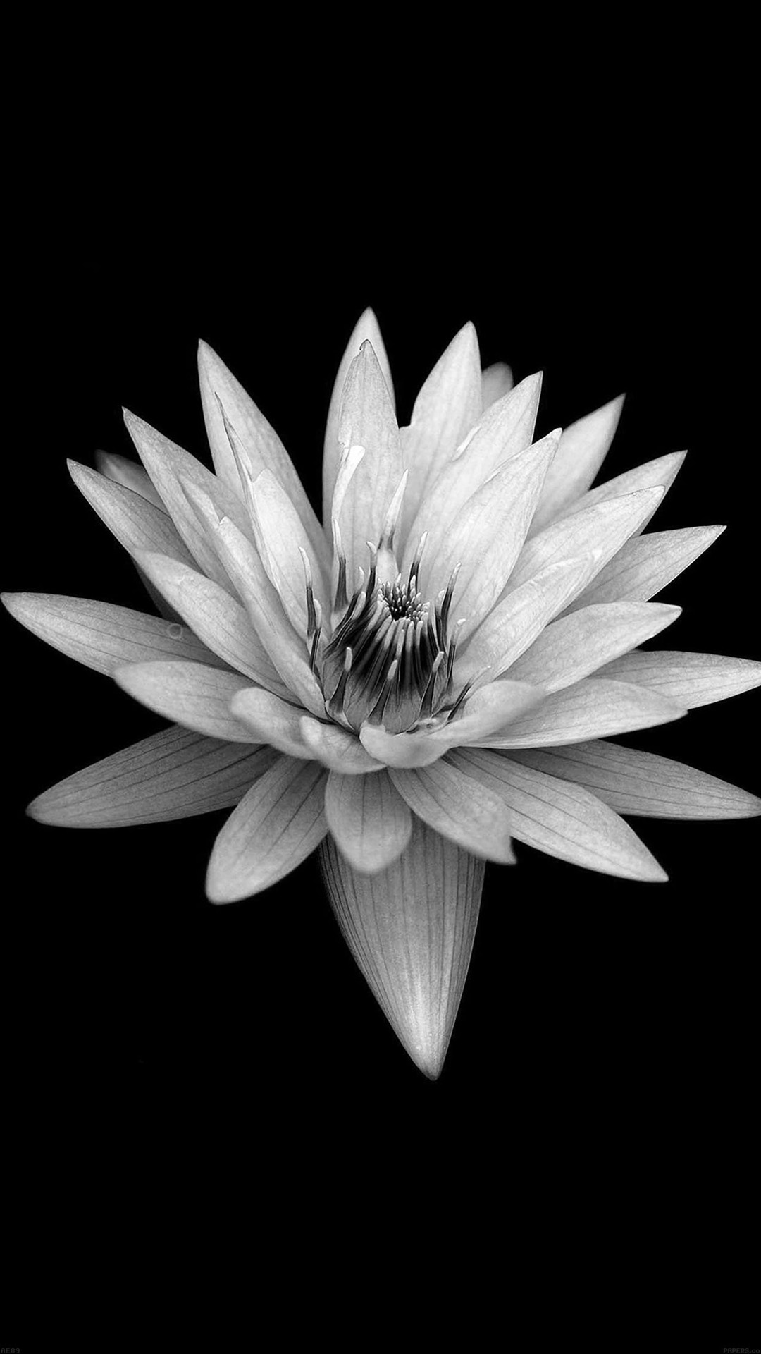 1080x1920 Dark Flower Black Xperia Z Background #iPhone #8 #wallpaper