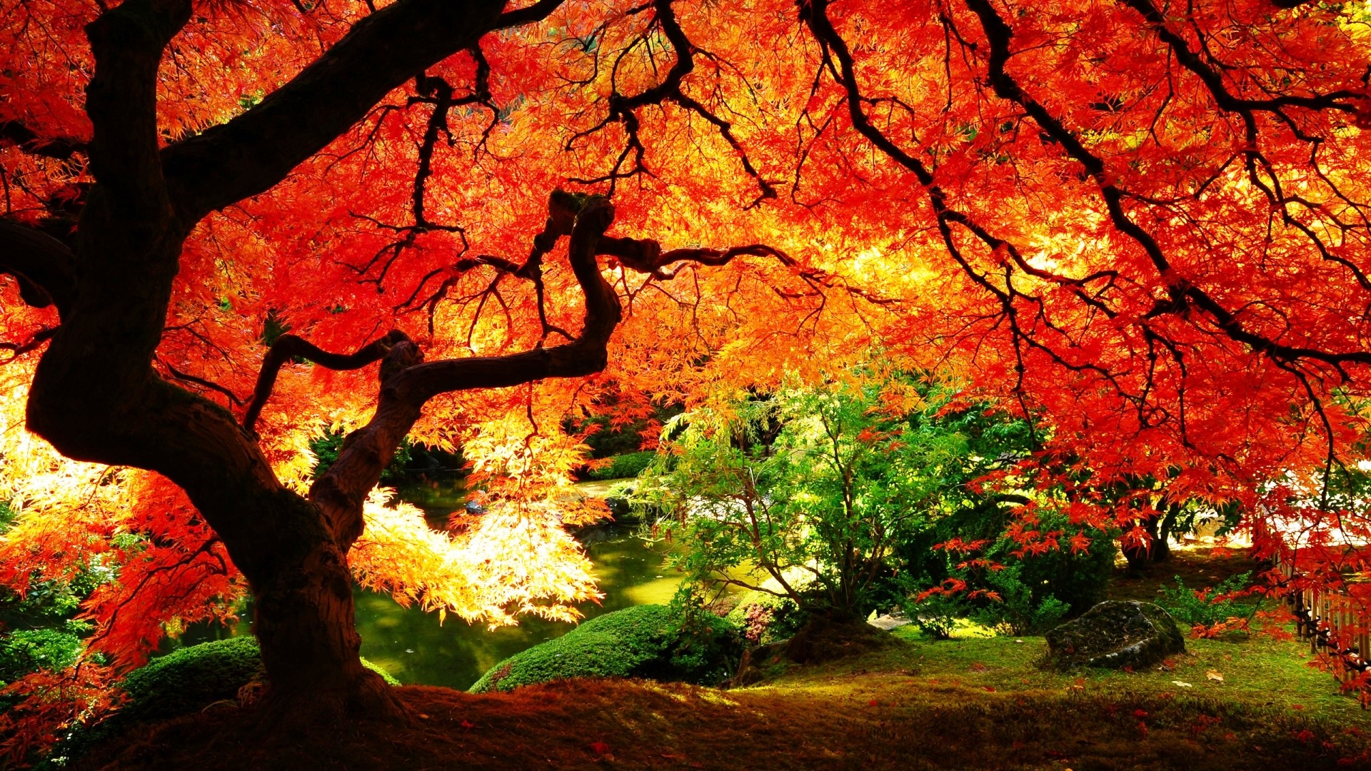 1920x1080 Download Link : Link Image Download. View Original Images : Autumn Fall  Wallpaper
