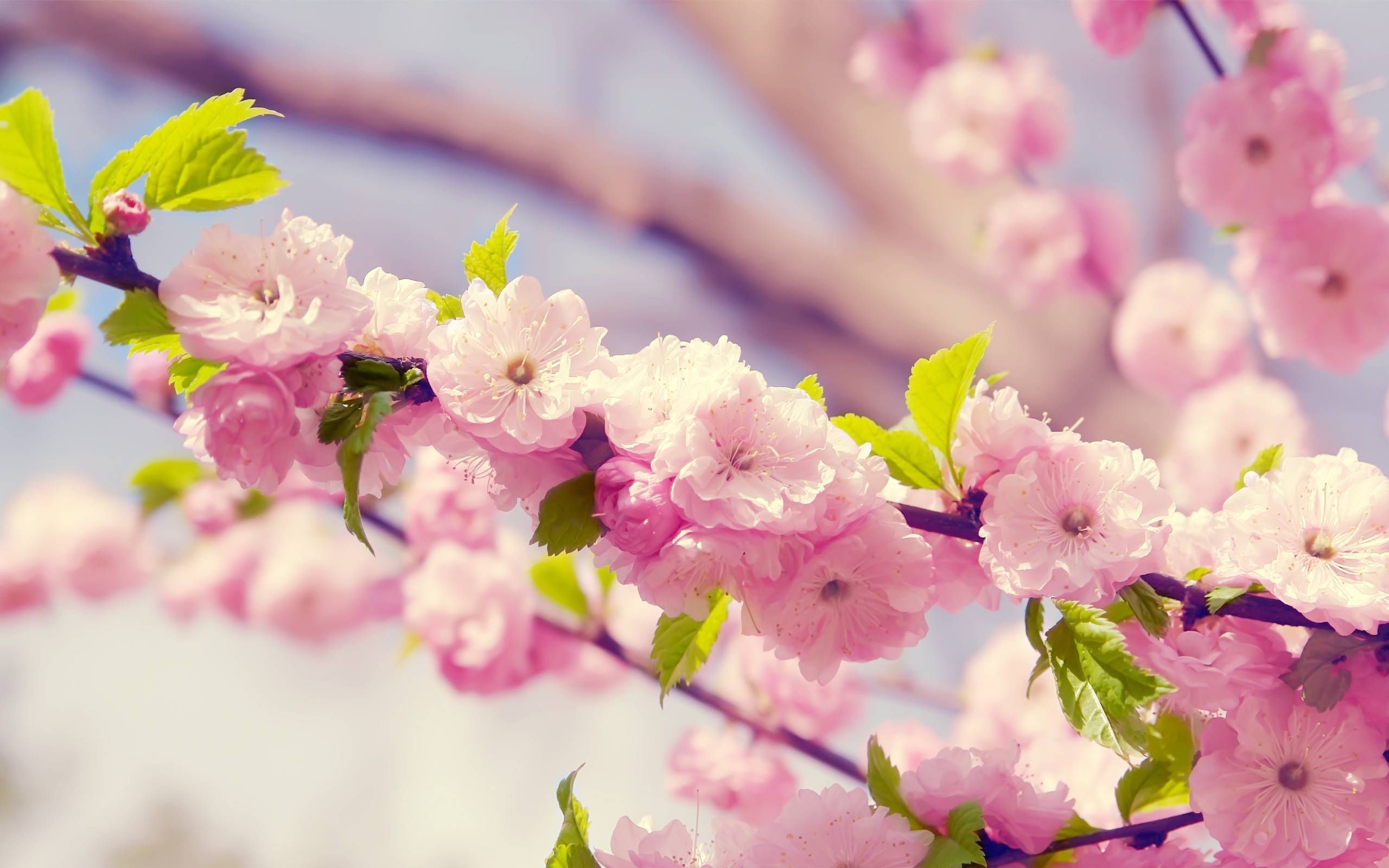 2560x1600 Spring Flowers Wallpaper, Flower Desktop Wallpaper, Cherry Blossom Wallpaper,  Wallpaper Desktop, Wallpaper