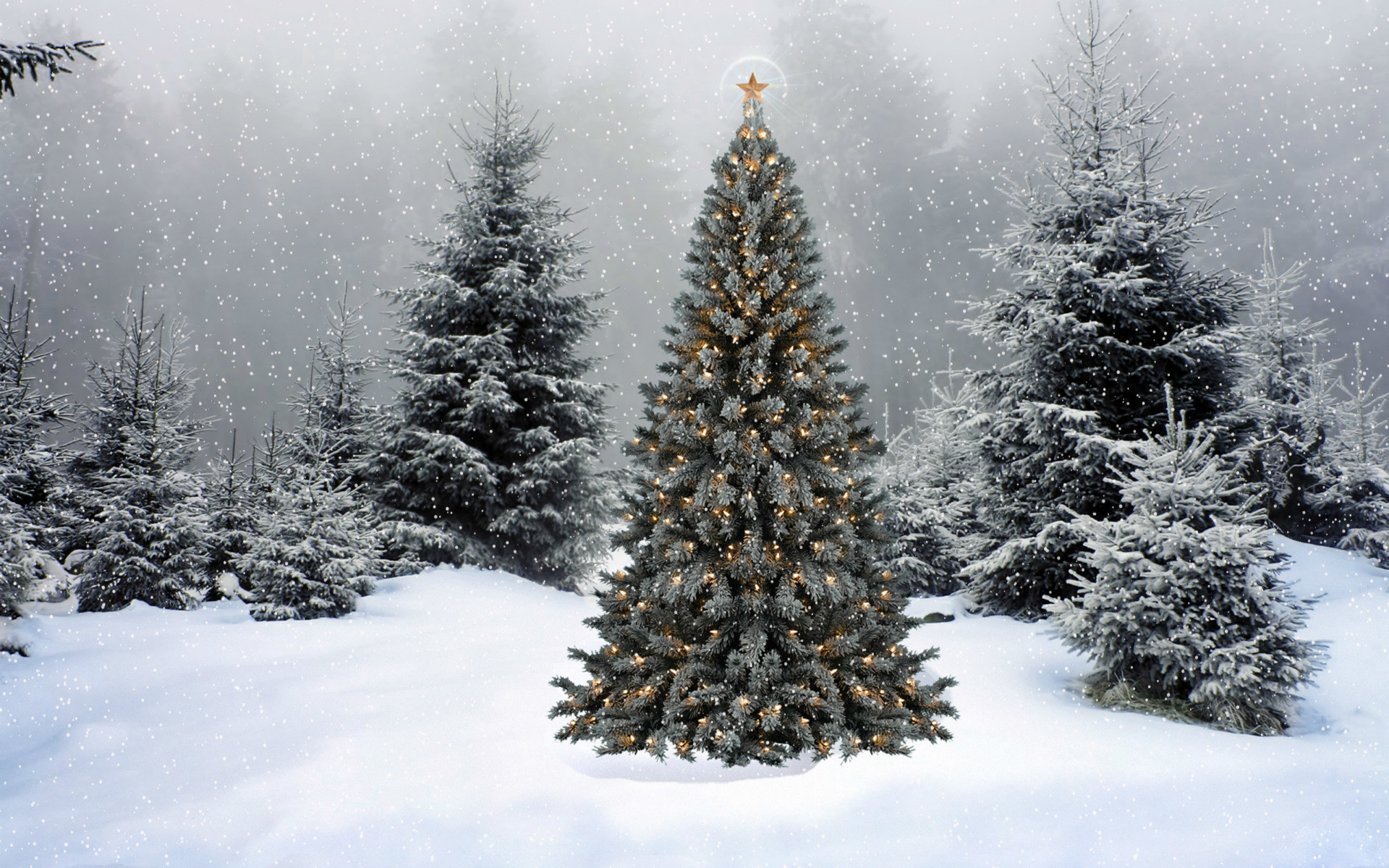 1920x1200 19 Beautiful Outdoor Christmas Tree Hd Desktop Wallpapers