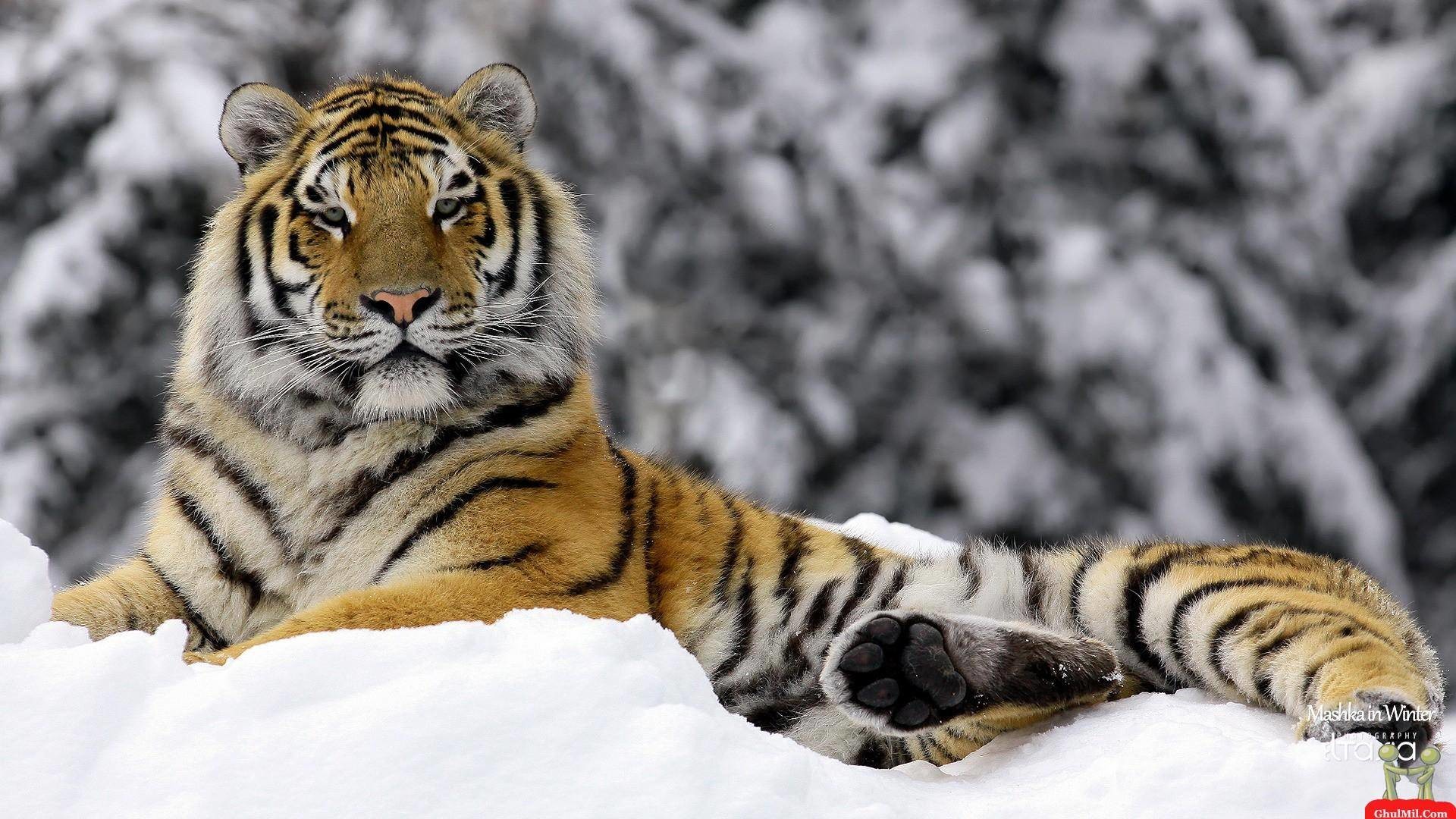 1920x1080 Wallpapers For > Siberian Tiger Wallpaper