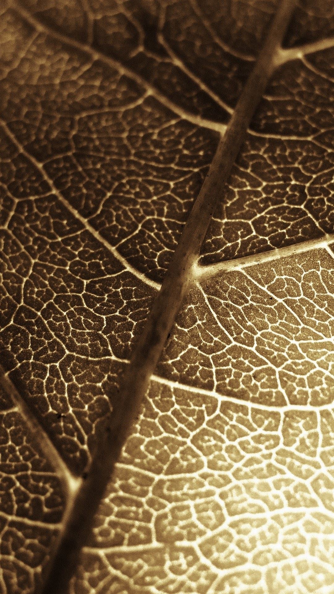 1080x1920 Brown Leaf Macro Photo iPhone 6 Plus HD Wallpaper ...