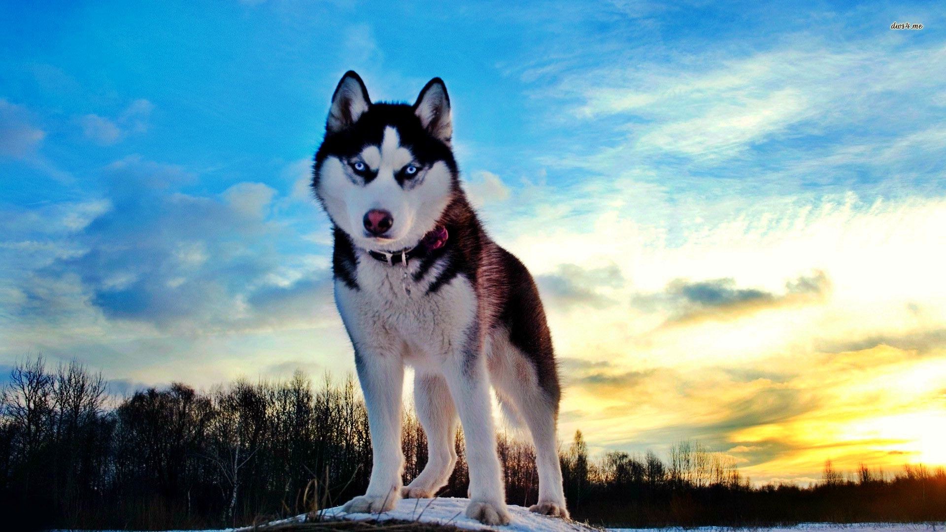 1920x1080 Download the Best HD Husky Wallpapers for iOS and Android
