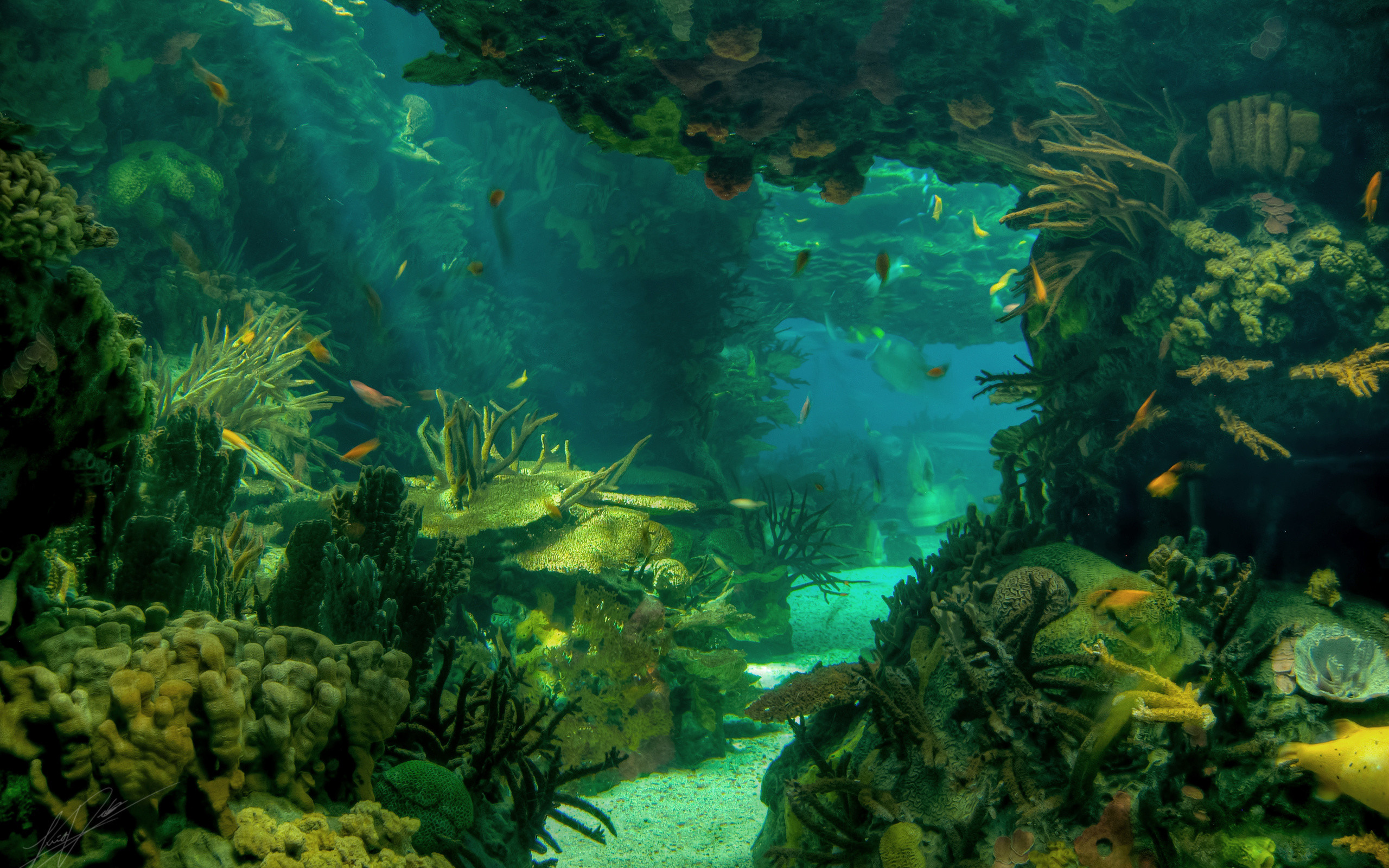 2560x1600 Sea seabed landscape underwater ocean fish wallpaper |  .