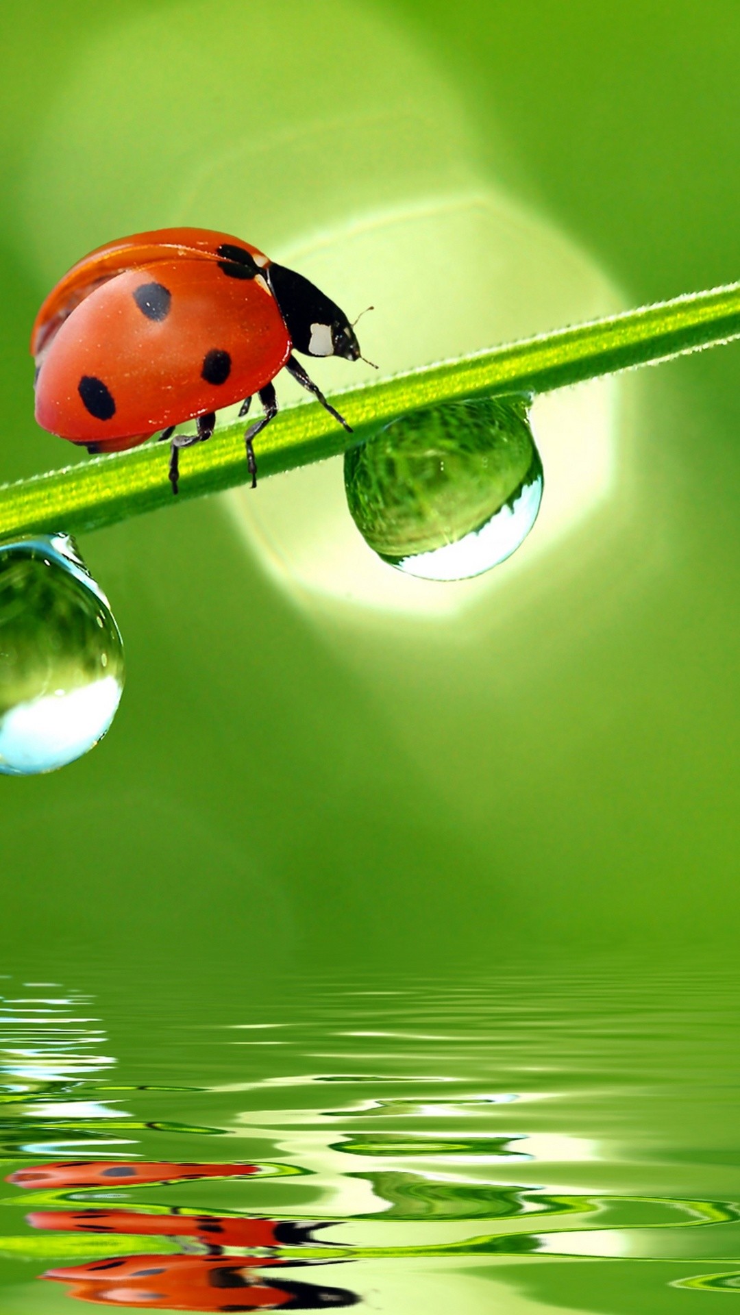 1080x1920 ... with most of smartphones). Tags : water green ladybug insect