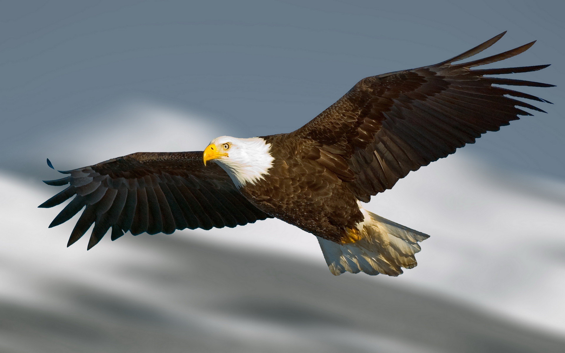 1920x1200 20+ Different Types of Eagles with Pictures