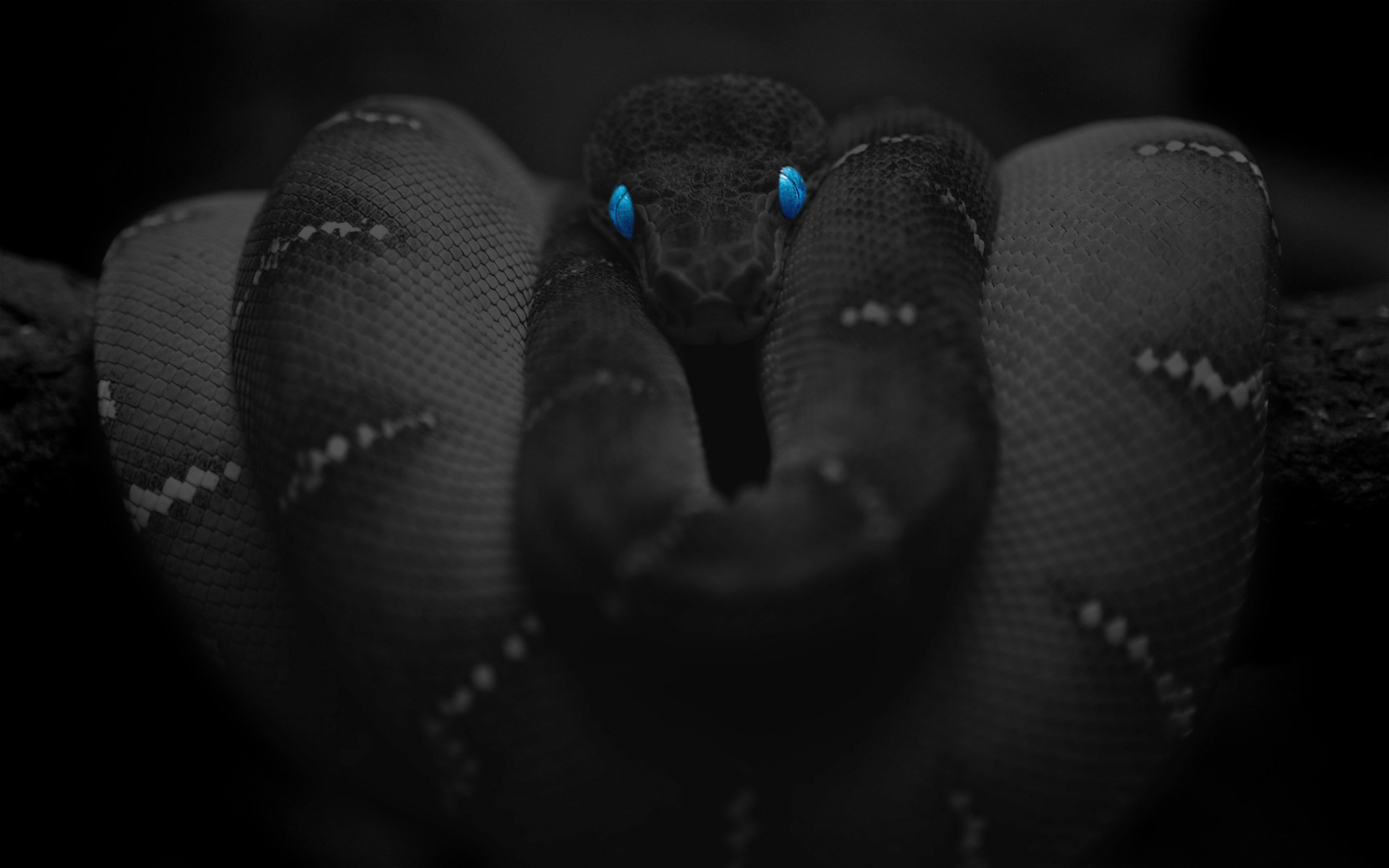 Black Snake Wallpaper (60+ images)