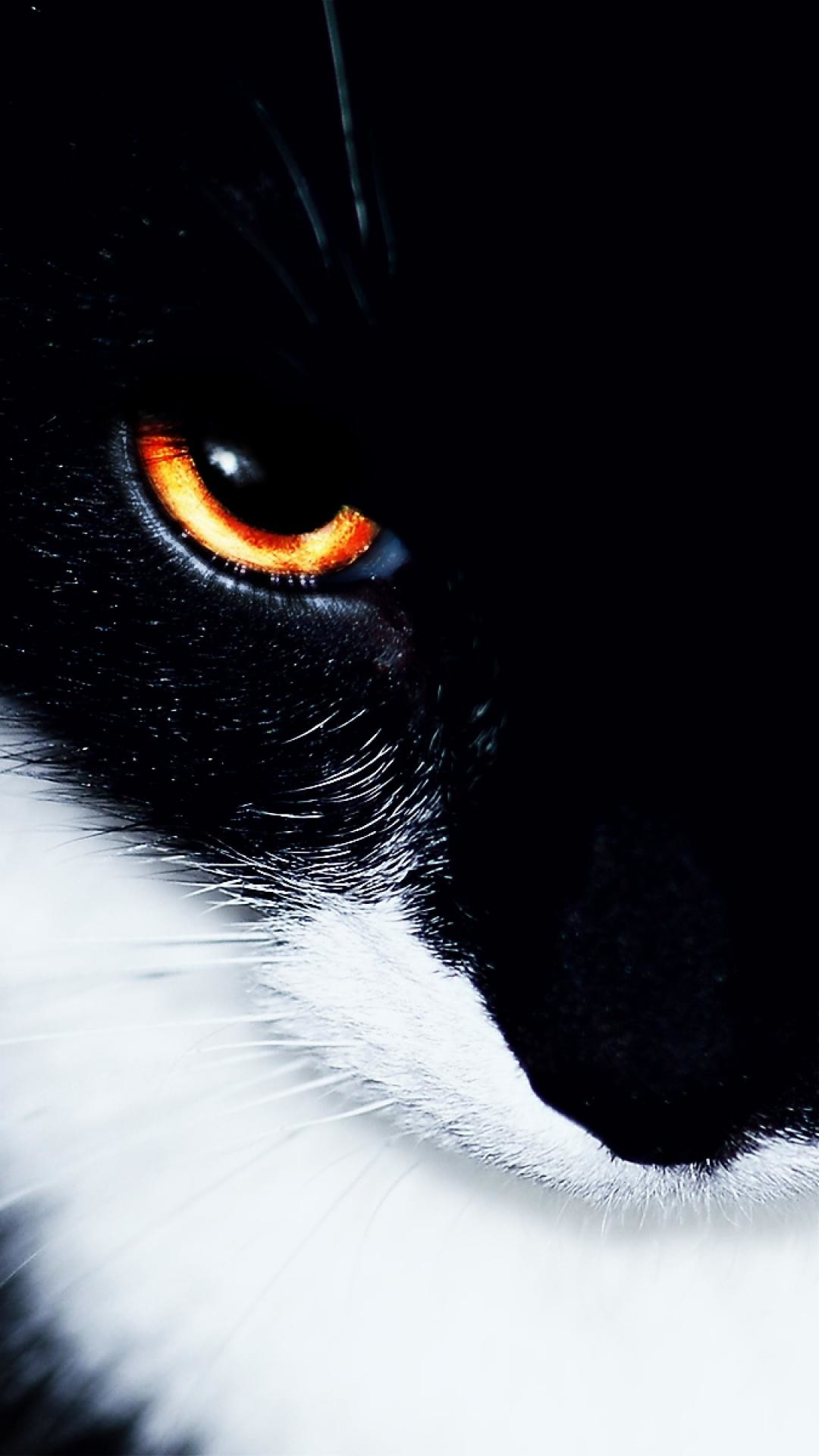 1080x1920 Black wallpapers for android  cat-black-white-eye