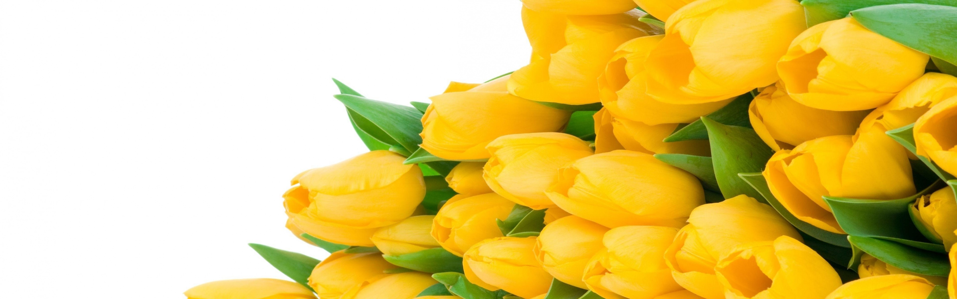 3840x1200  Wallpaper tulips, flowers, yellow, flower, lie, white background