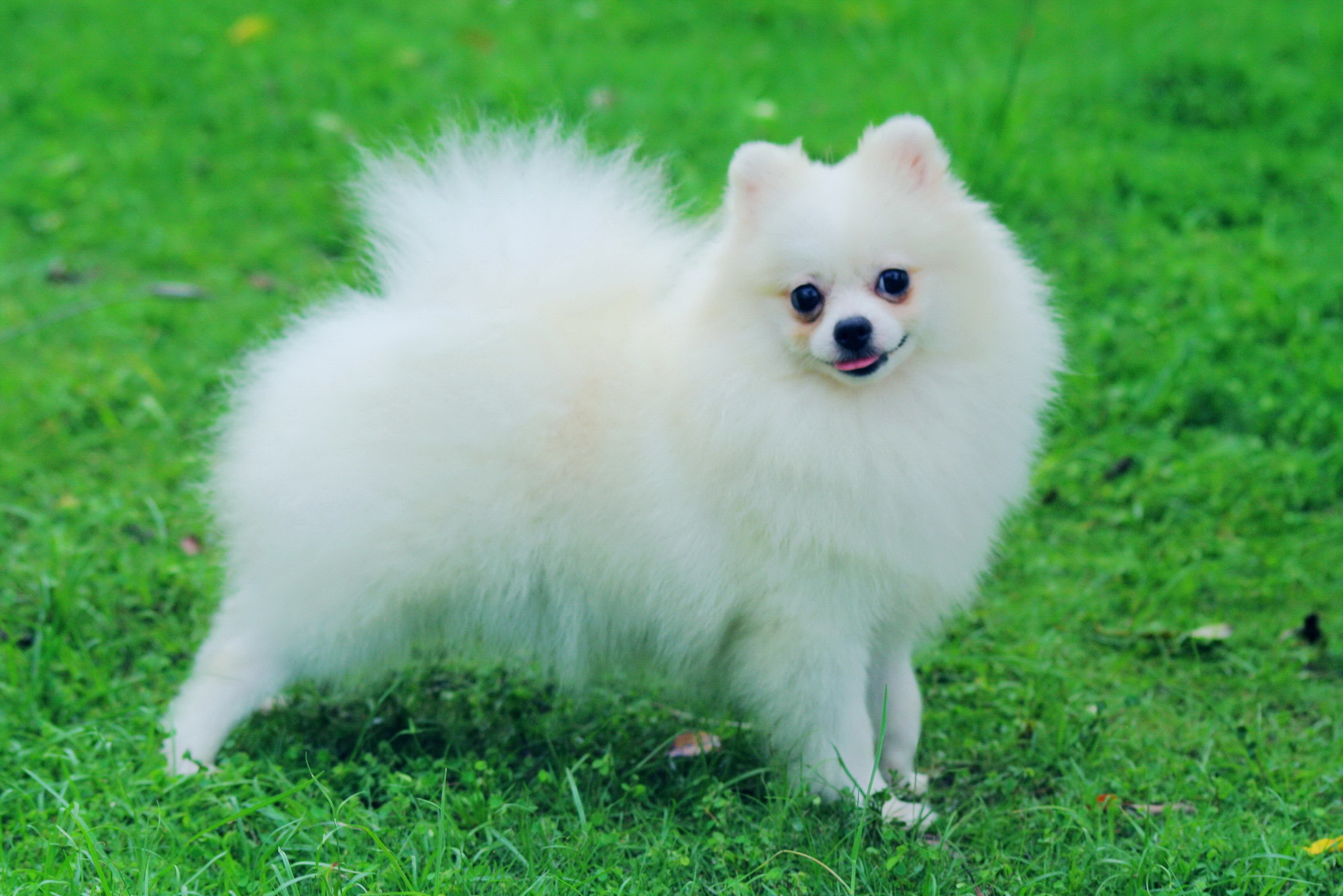 2807x1872 Small White Pomeranian Dog Breeds