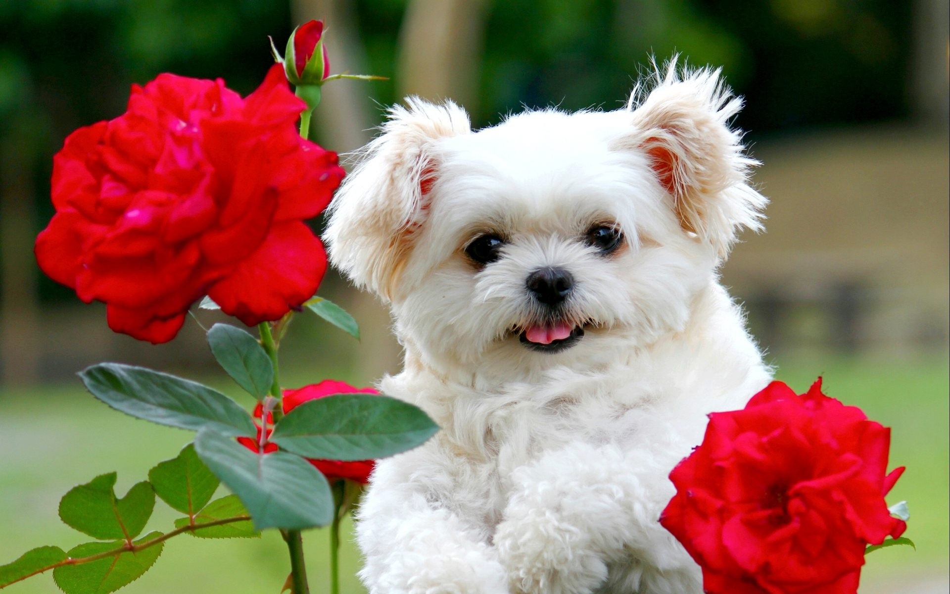 1920x1200 Ideas About Cute Puppy Puppies Screensaver With Wallpaper Dogs Cute Puppy  Wallpaper