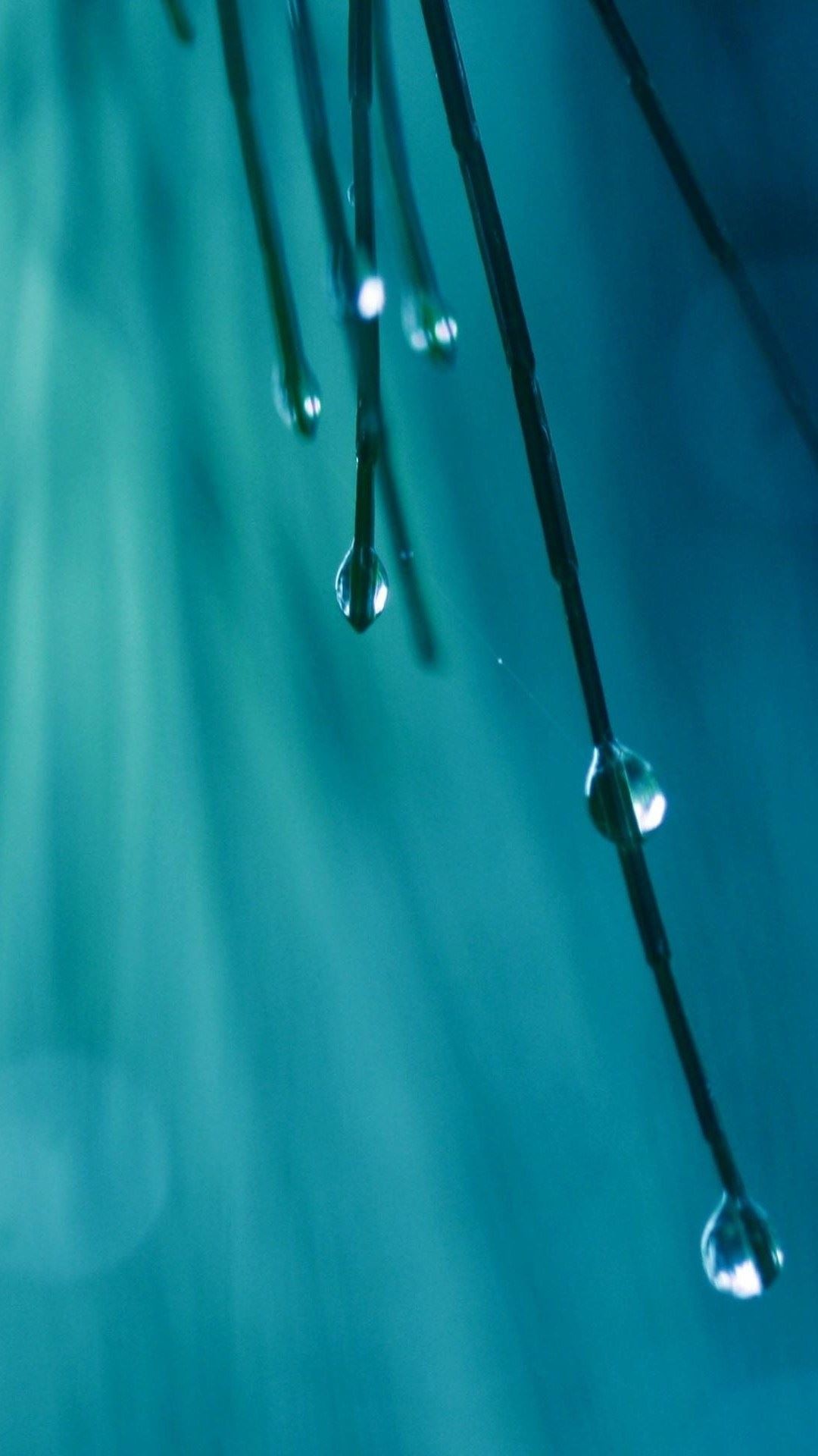 1080x1920 Grass Threads Water Drops iPhone 6 Plus HD Wallpaper ...
