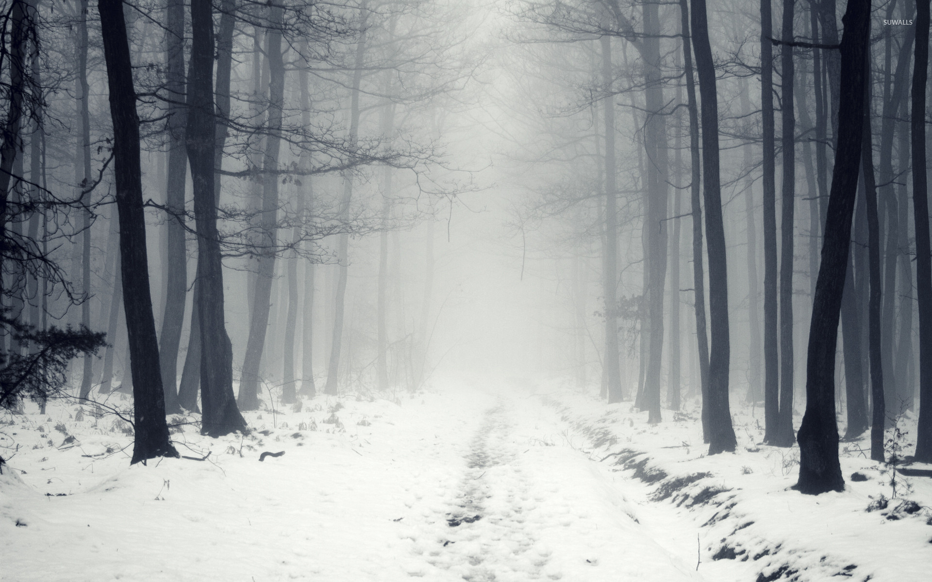 1920x1200 ... snowy path in the foggy forest 2 wallpaper nature wallpapers ...