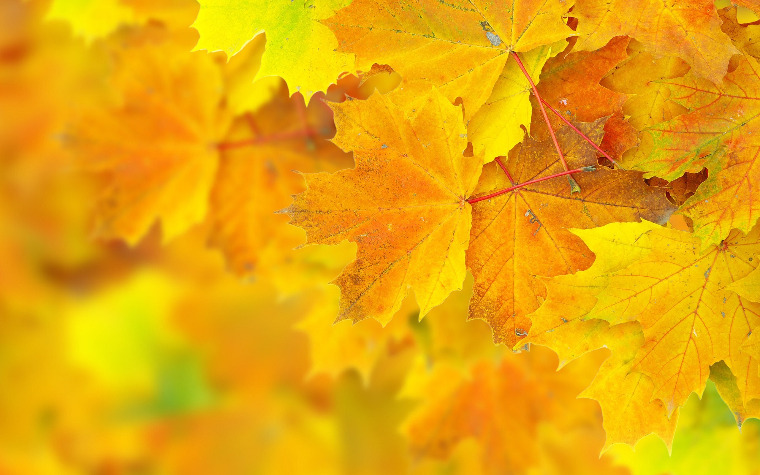 2560x1600 Autumn Leaves Background 8420