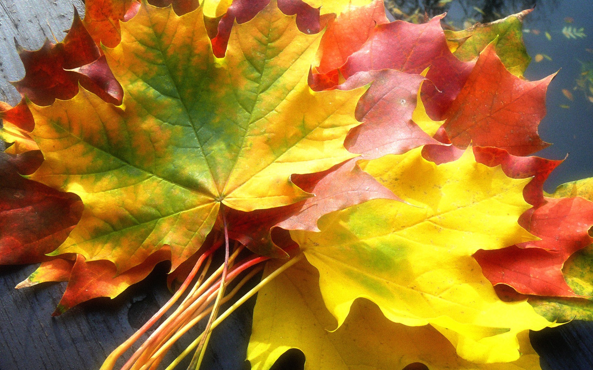 1920x1200 Fall Leaves Wallpaper Autumn Nature Wallpapers