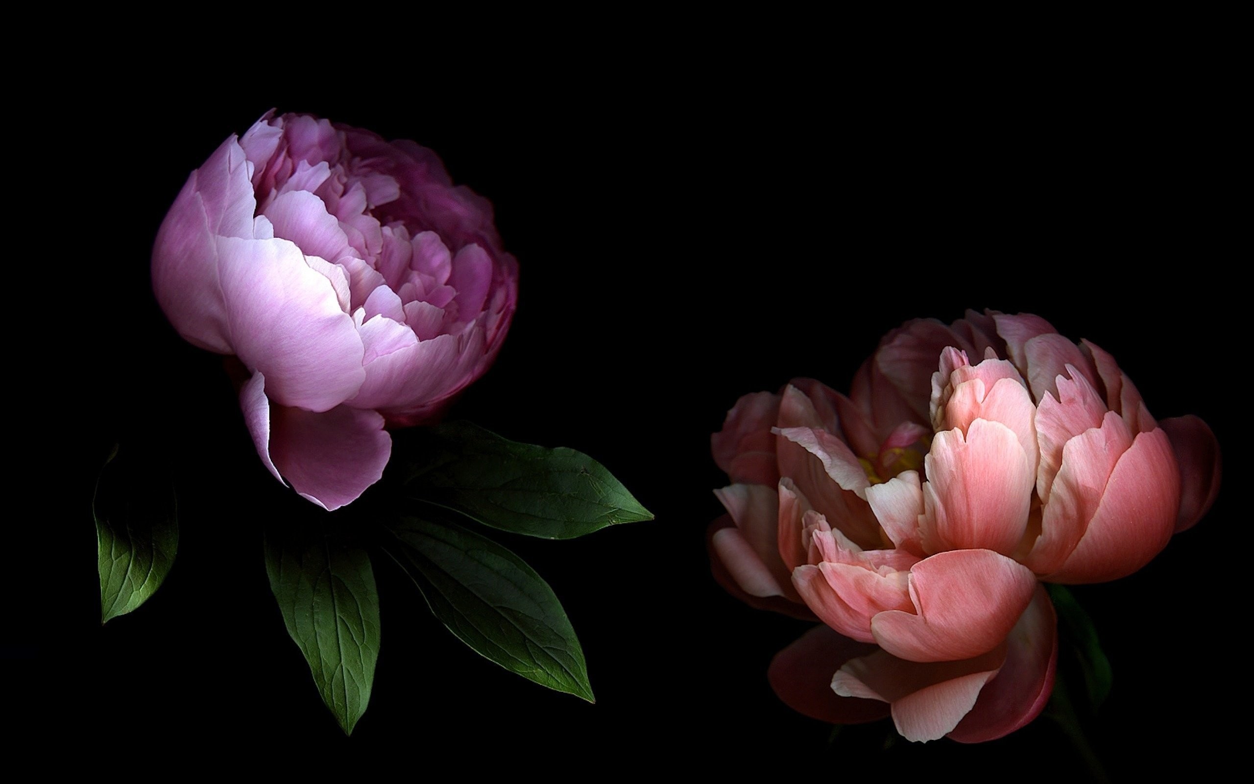 2560x1600 1920x1080 Pink Peony Wallpapers Flower Wallpapers Desktop Background
