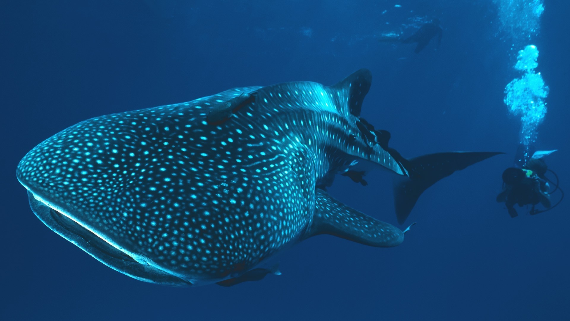 1920x1080 whale shark underwater shark divers Wallpapers HD / Desktop and Mobile  Backgrounds