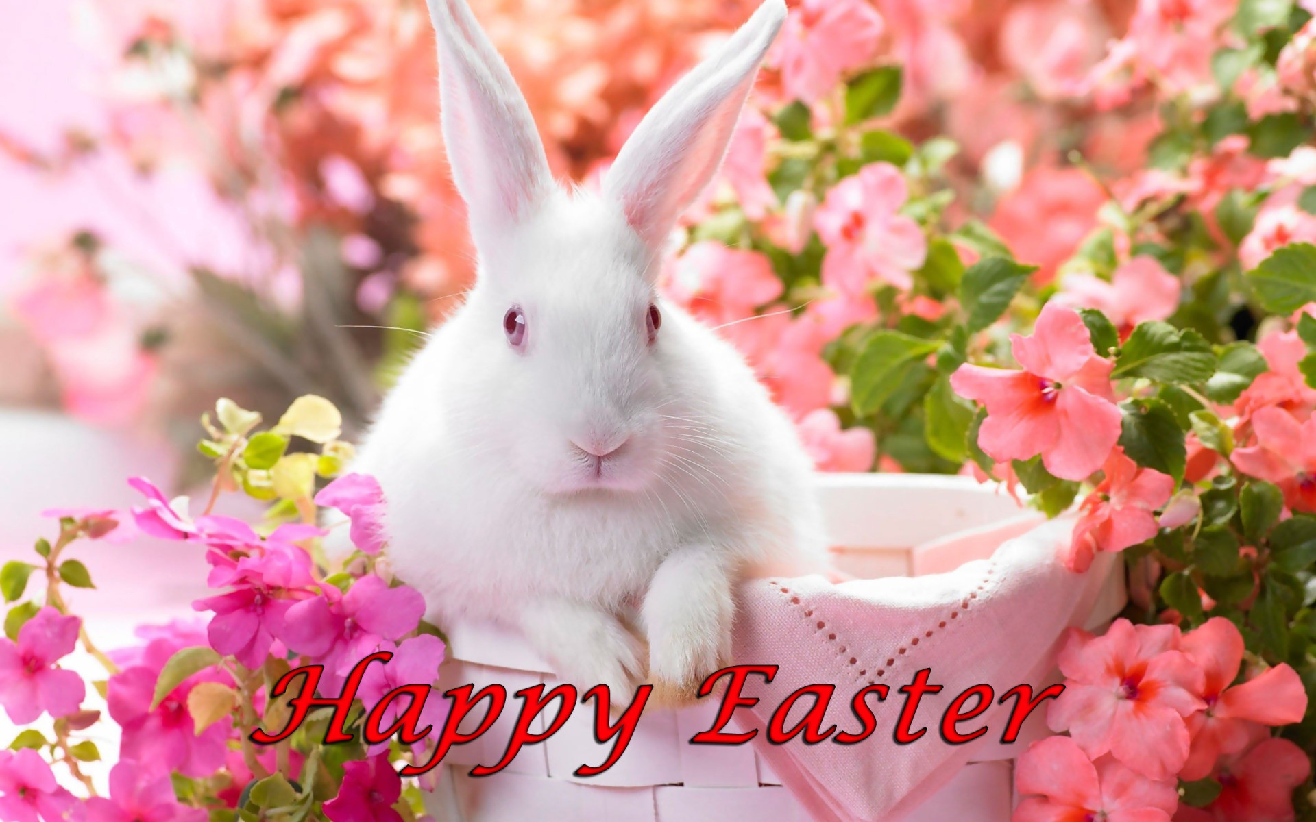 1920x1200 Happy Easter, White Bunny in Basket Surrounded by Flowers .