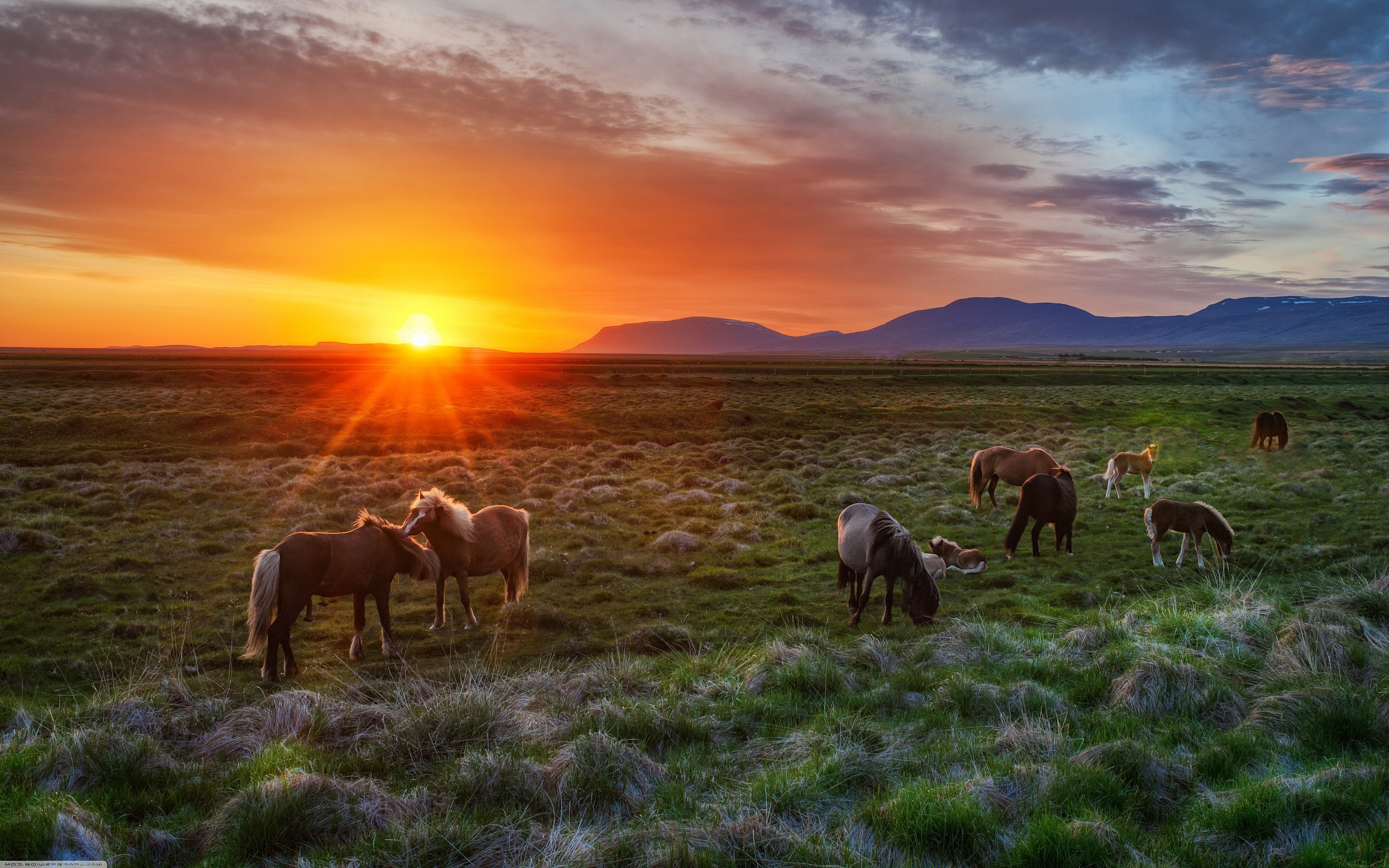 2880x1800  Horse wallpaper | Wild horses sunset Wallpapers Pictures Photos  Images
