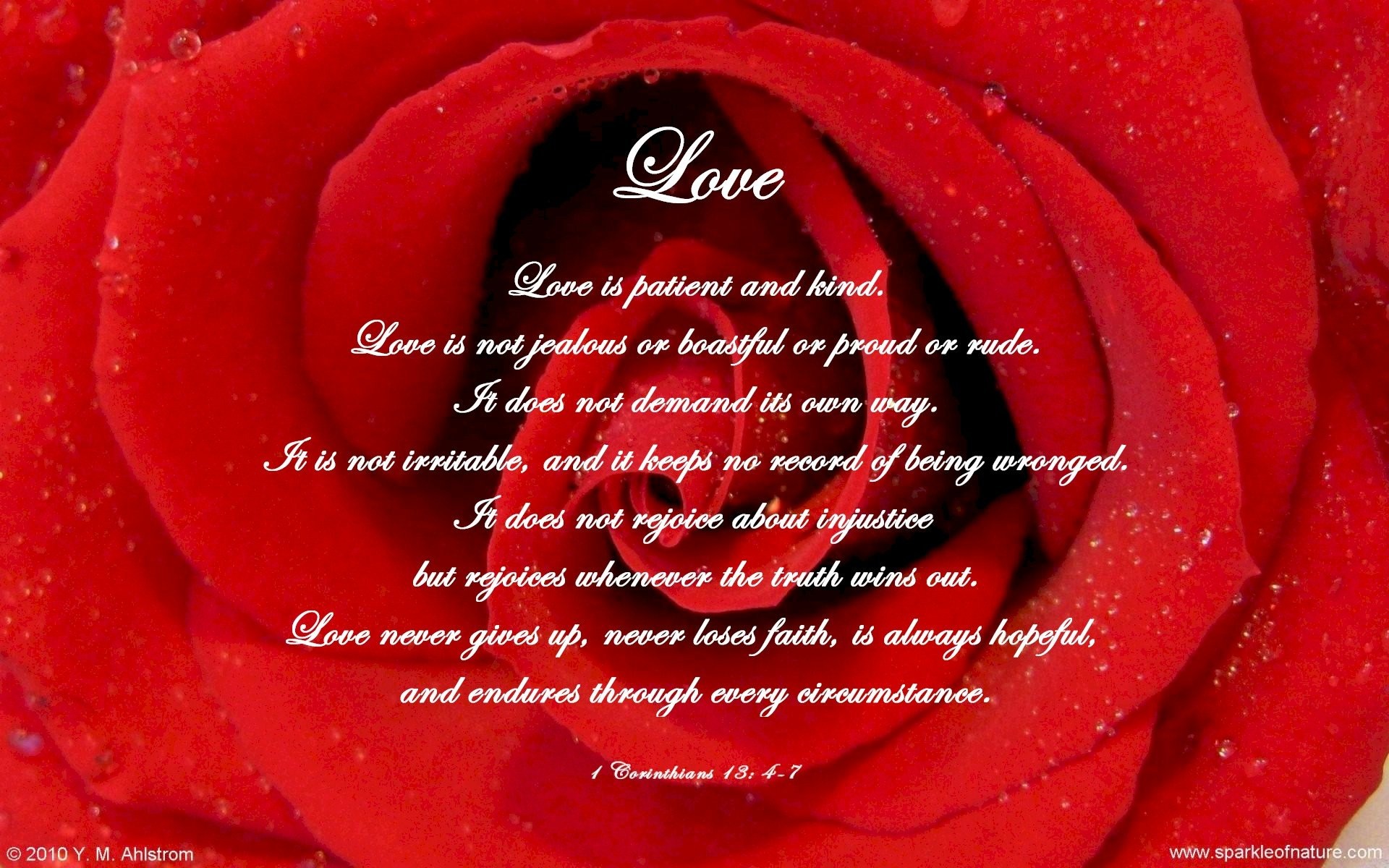1920x1200 Red Rose Love