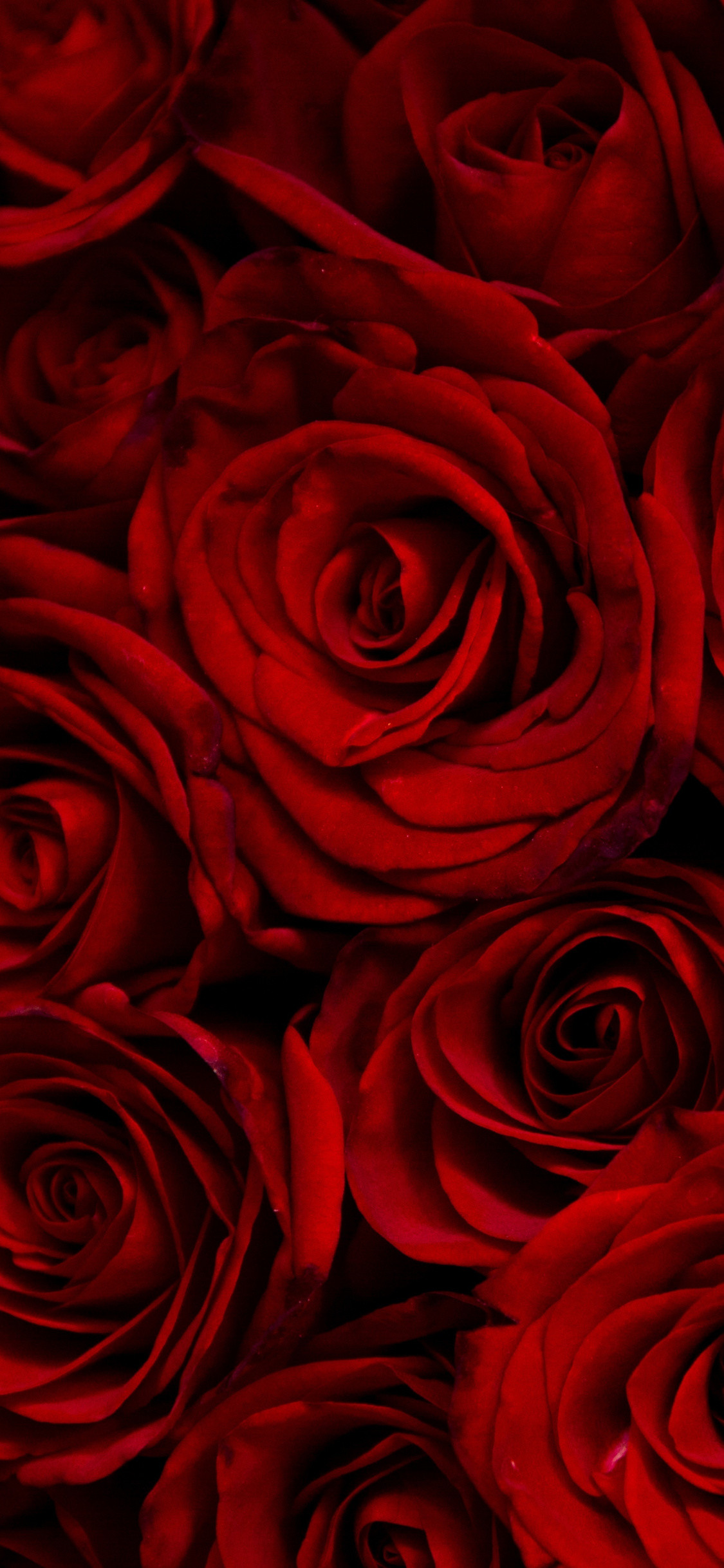 1125x2436 Dark, red roses, decorative,  wallpaper
