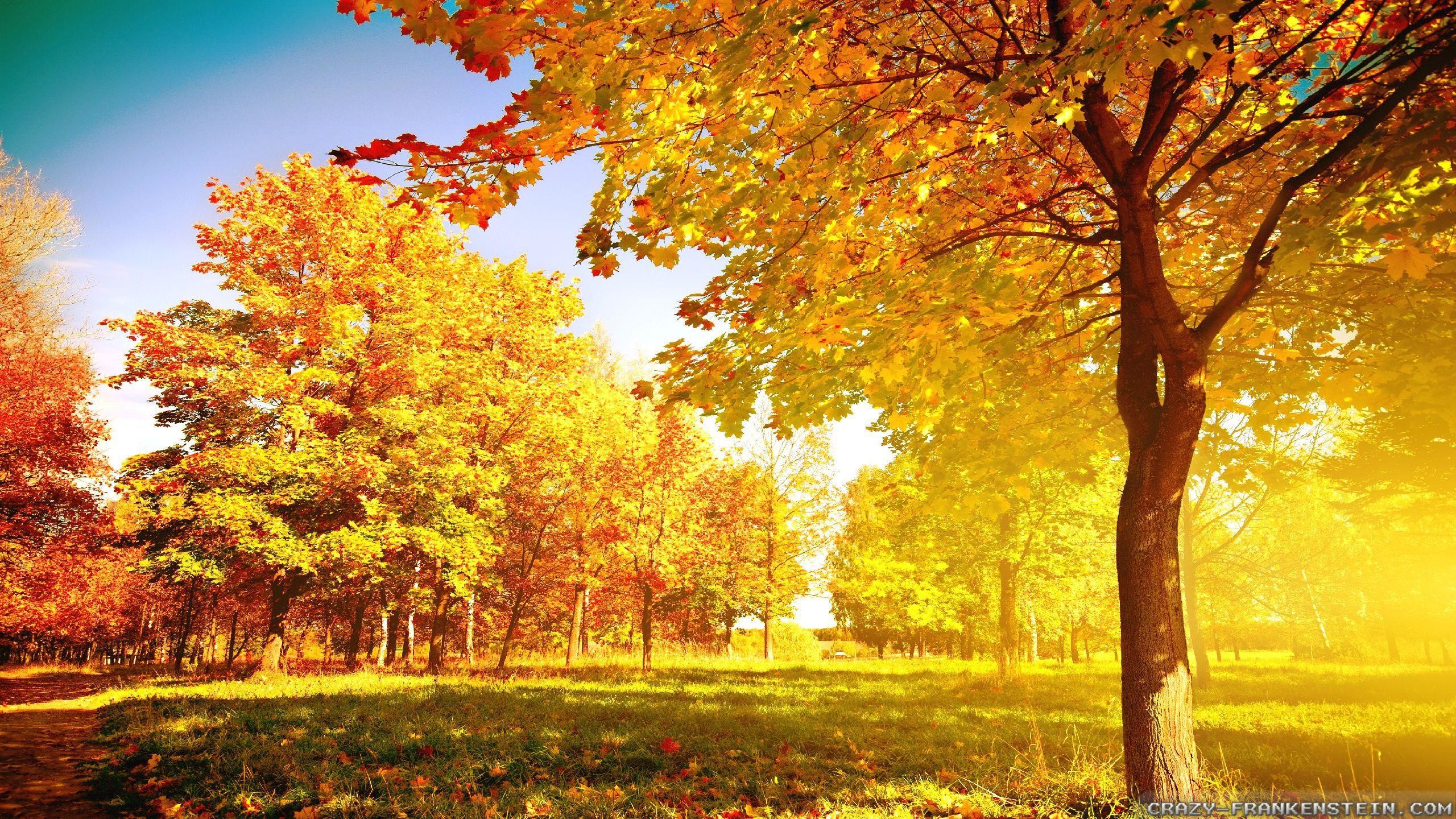 2560x1440 Autumn Trees Wallpaper