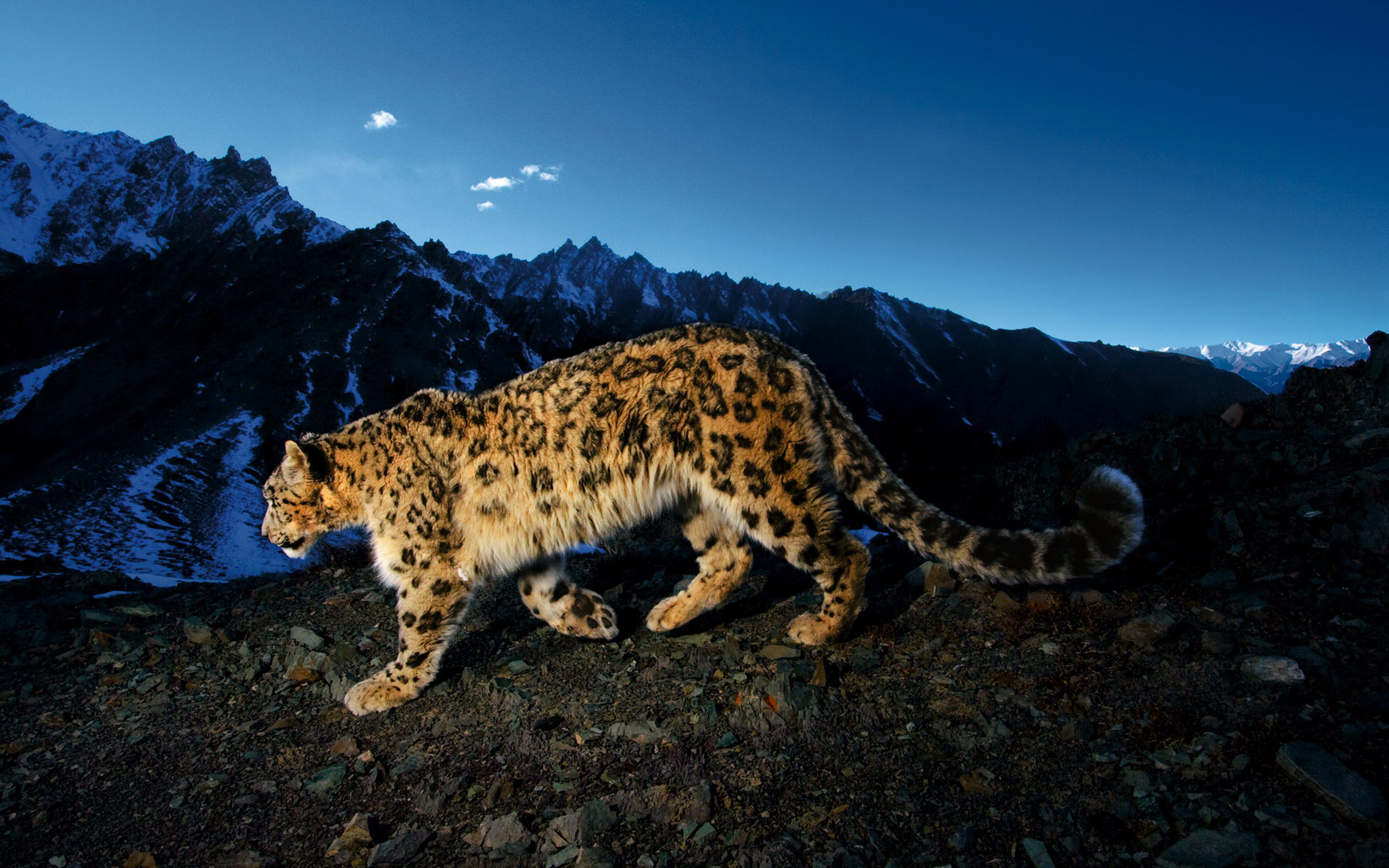 2560x1600 Night in Snow Leopard HD Wallpaper - pix
