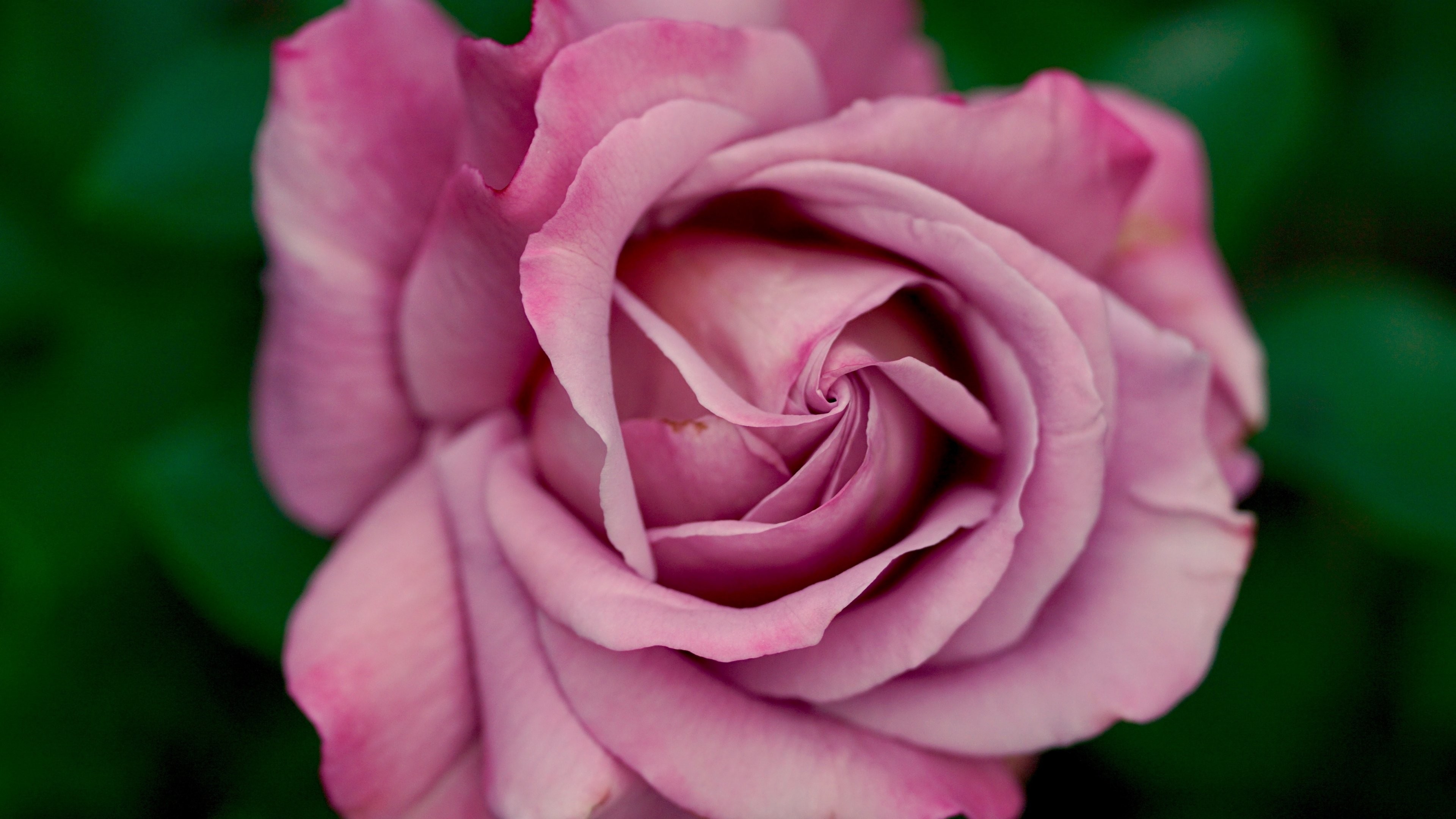 3840x2160 Dusty Pink Rose