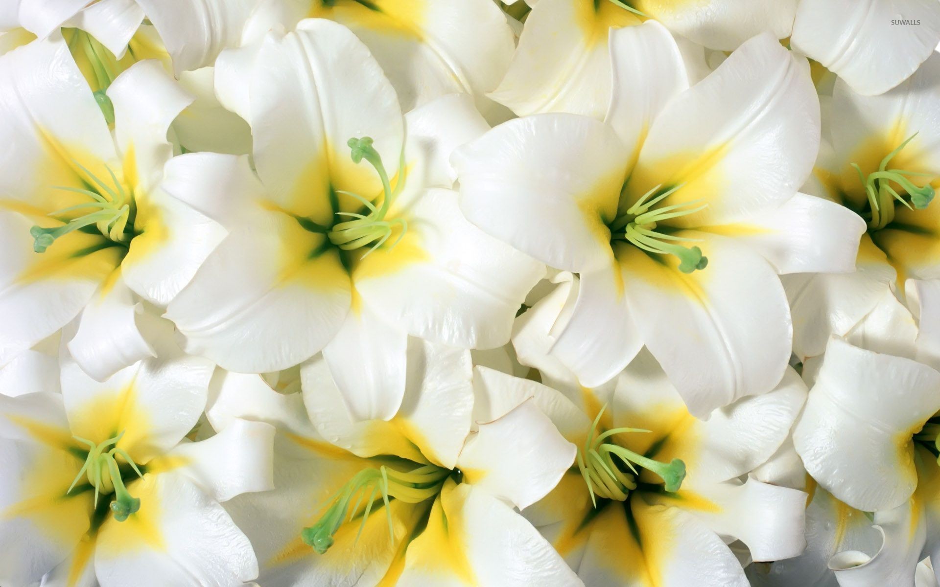 1920x1200 Pure white lilies wallpaper