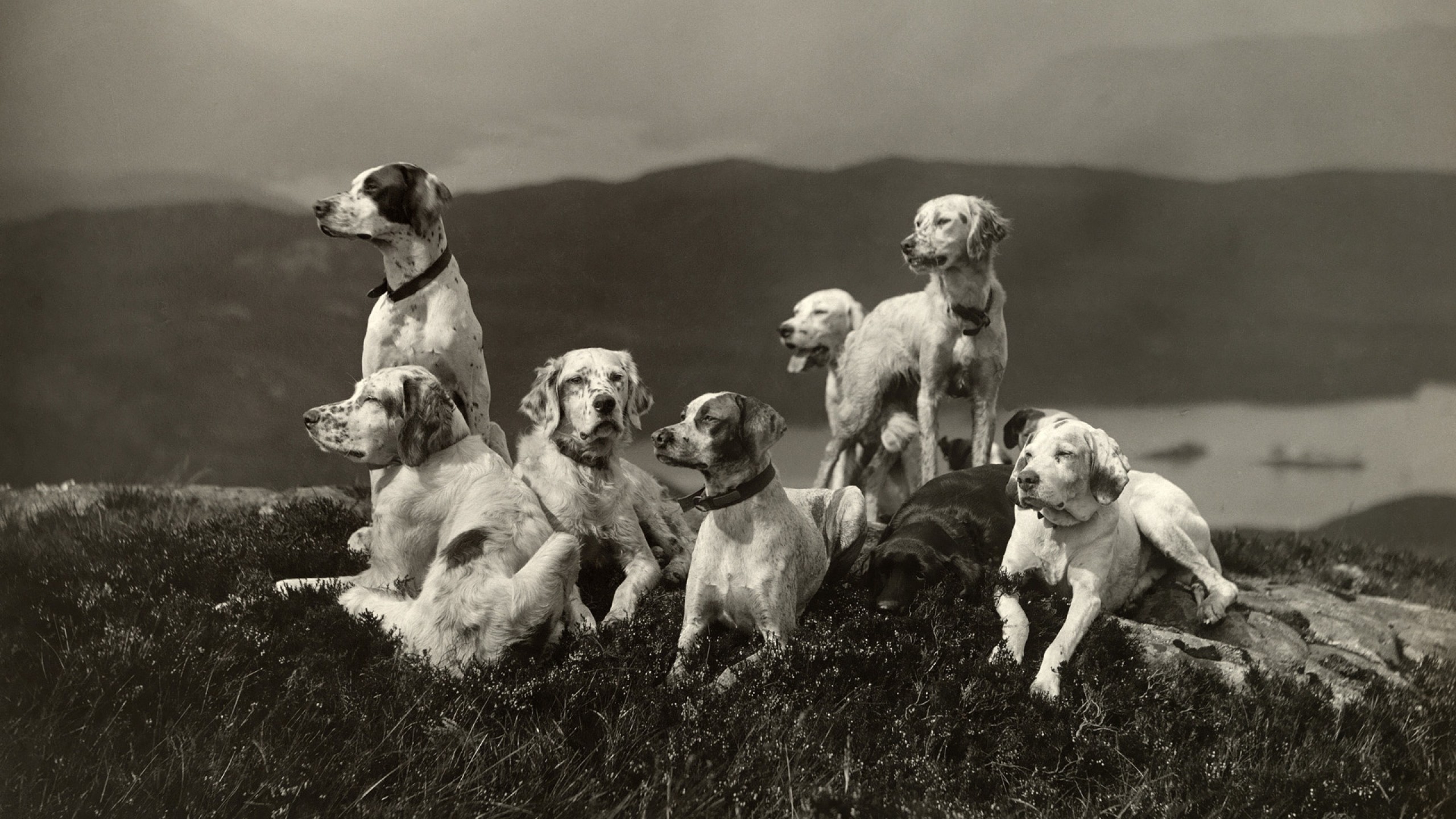 2560x1440  Wallpaper dogs, set, elevation, family, black and white