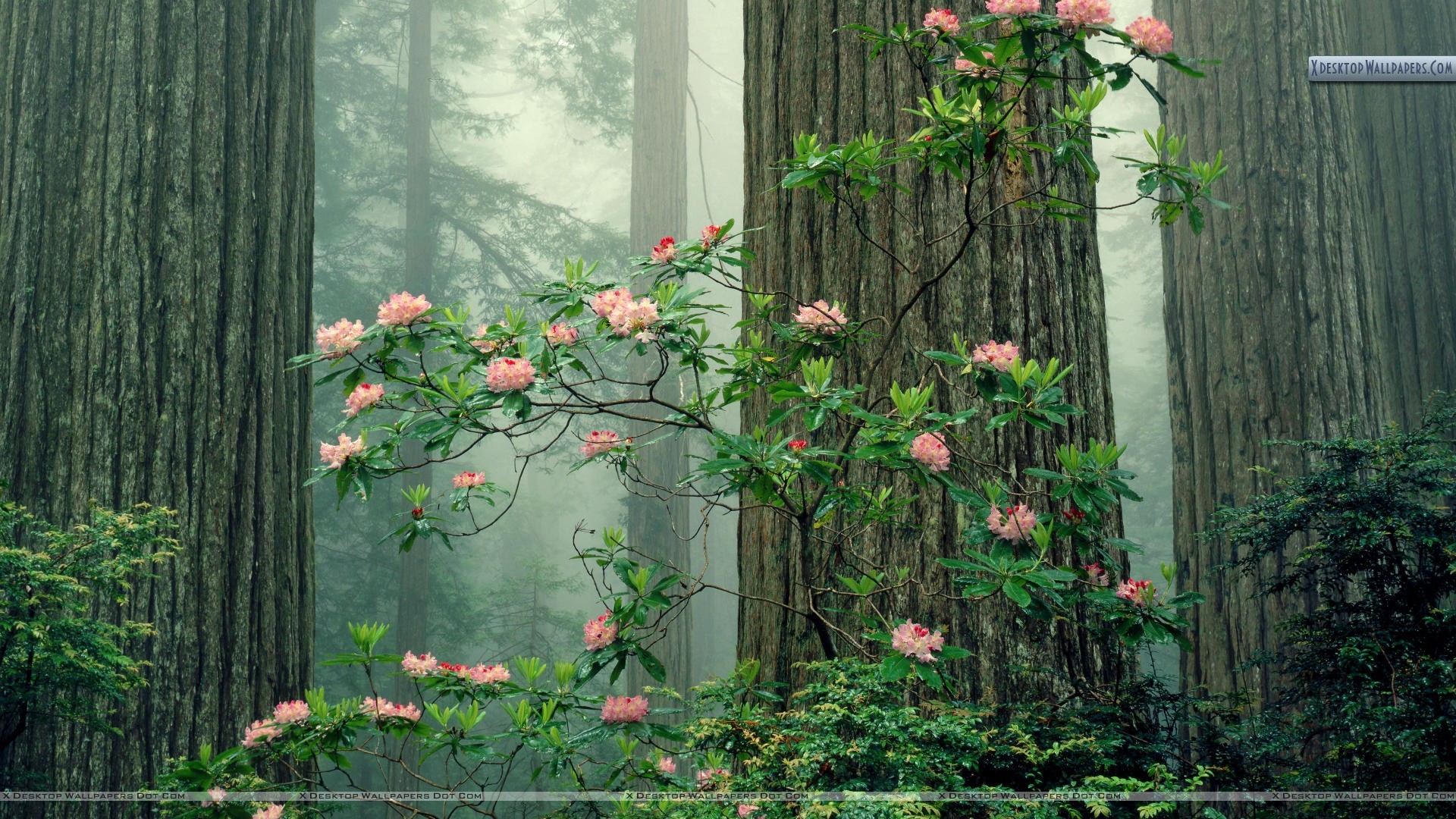 1920x1080 Park, National Park, Shrubland, Giant Sequoia, Flora Wallpaper in   Resolution