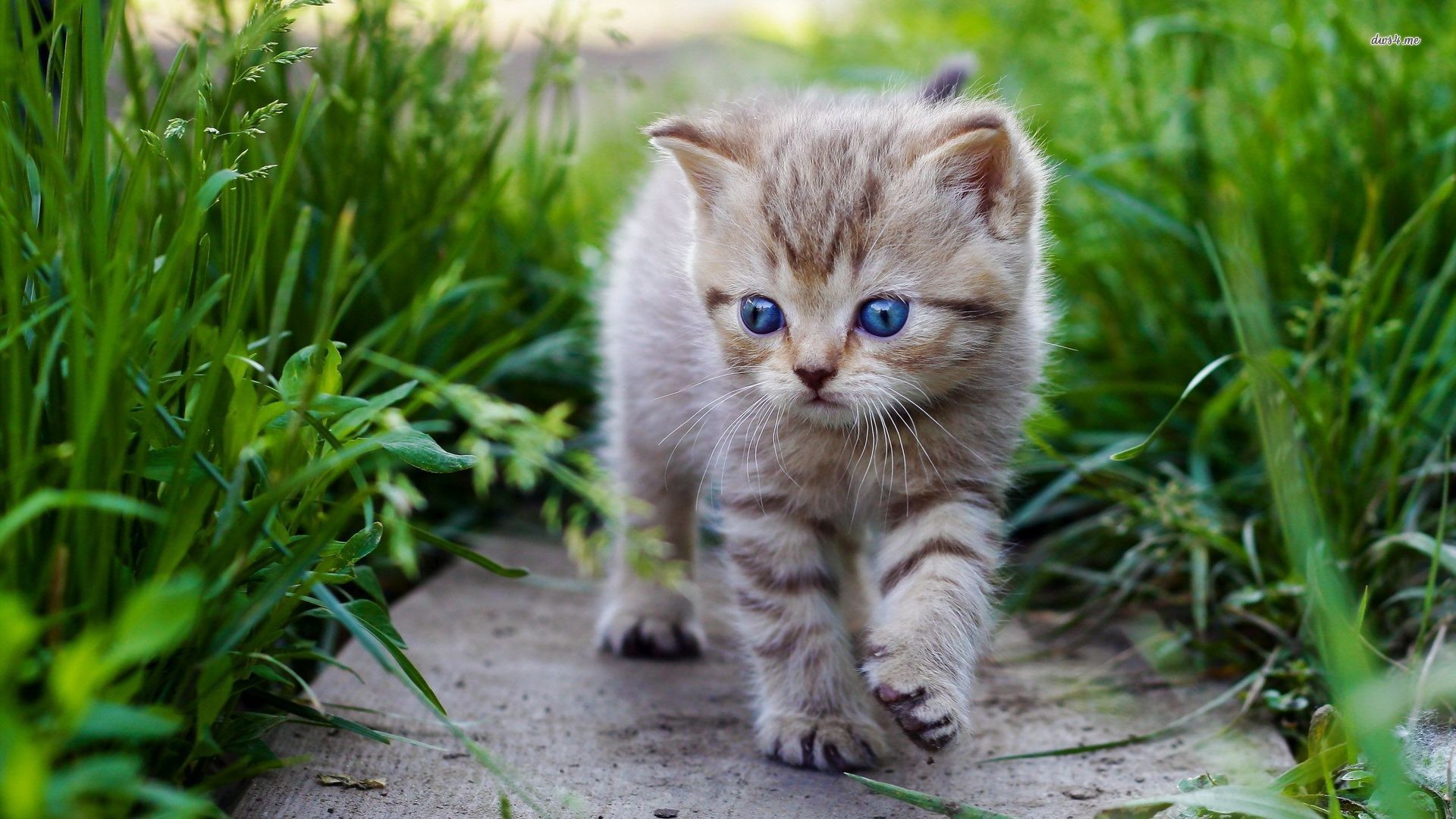 1920x1080 Gallery for Cute Baby Cats. Image for 27967 cute baby cat animal wallpaper