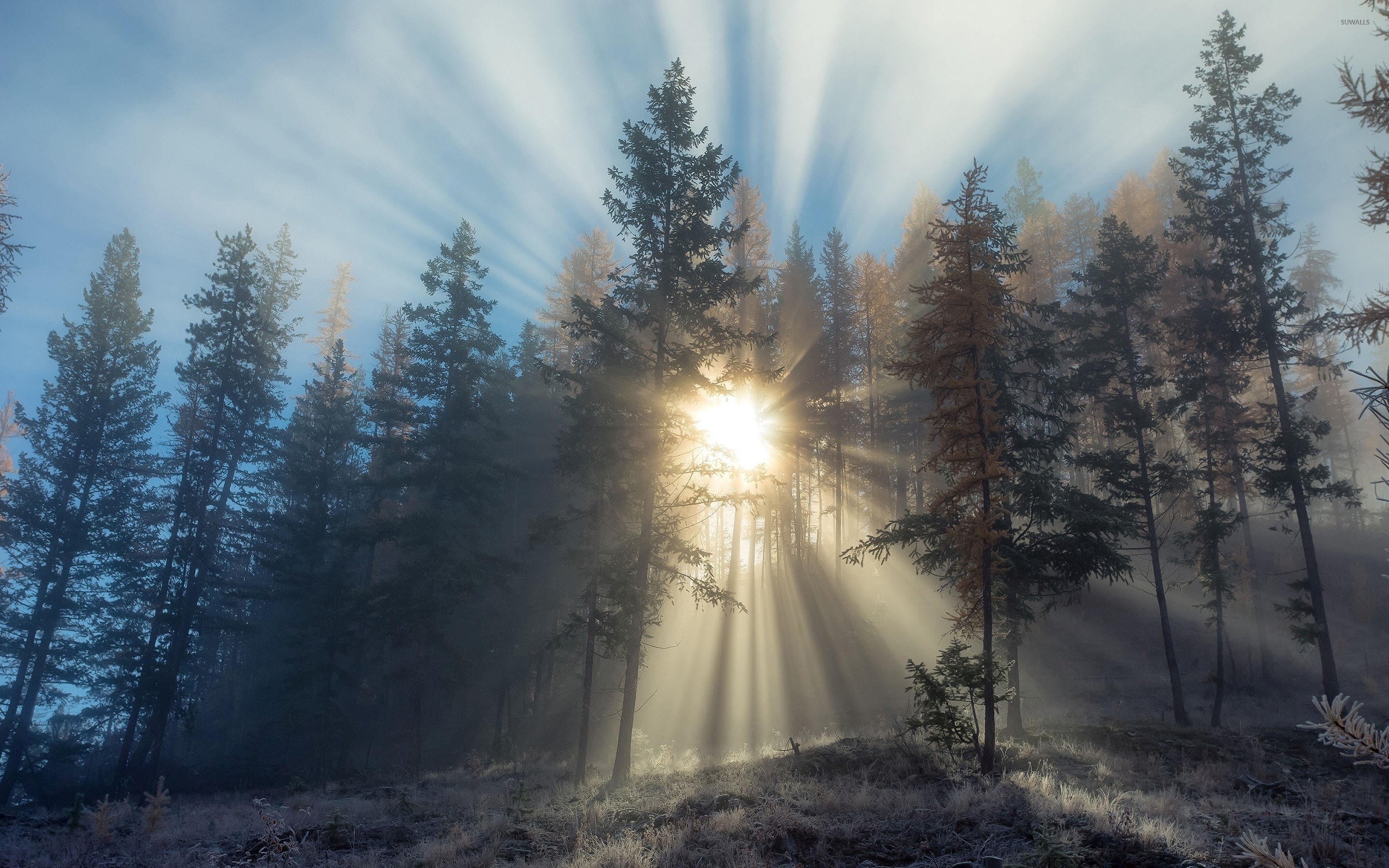 2880x1800 Sun light piercing through the foggy forest wallpaper