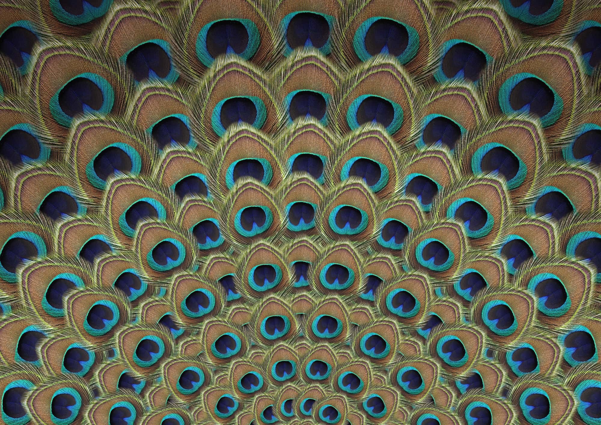 2000x1414 Feather Peacock Background