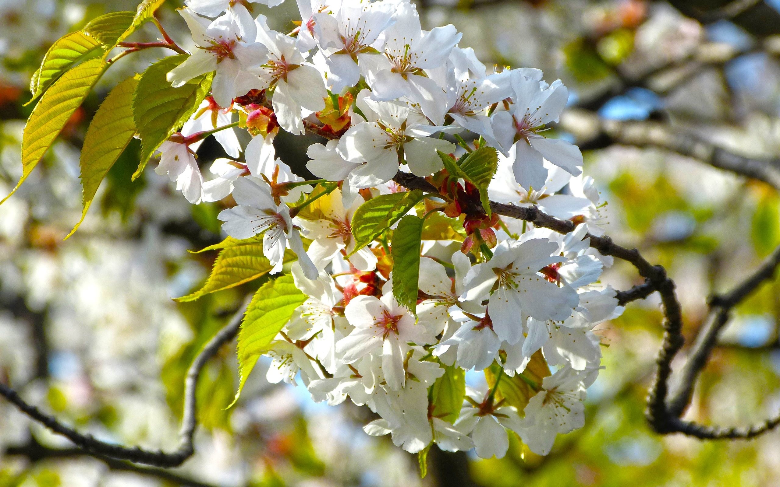 2560x1600 HD Wallpaper: Cherry Blossom (Sakura in Japan) | The beauty of nature in  Spring season