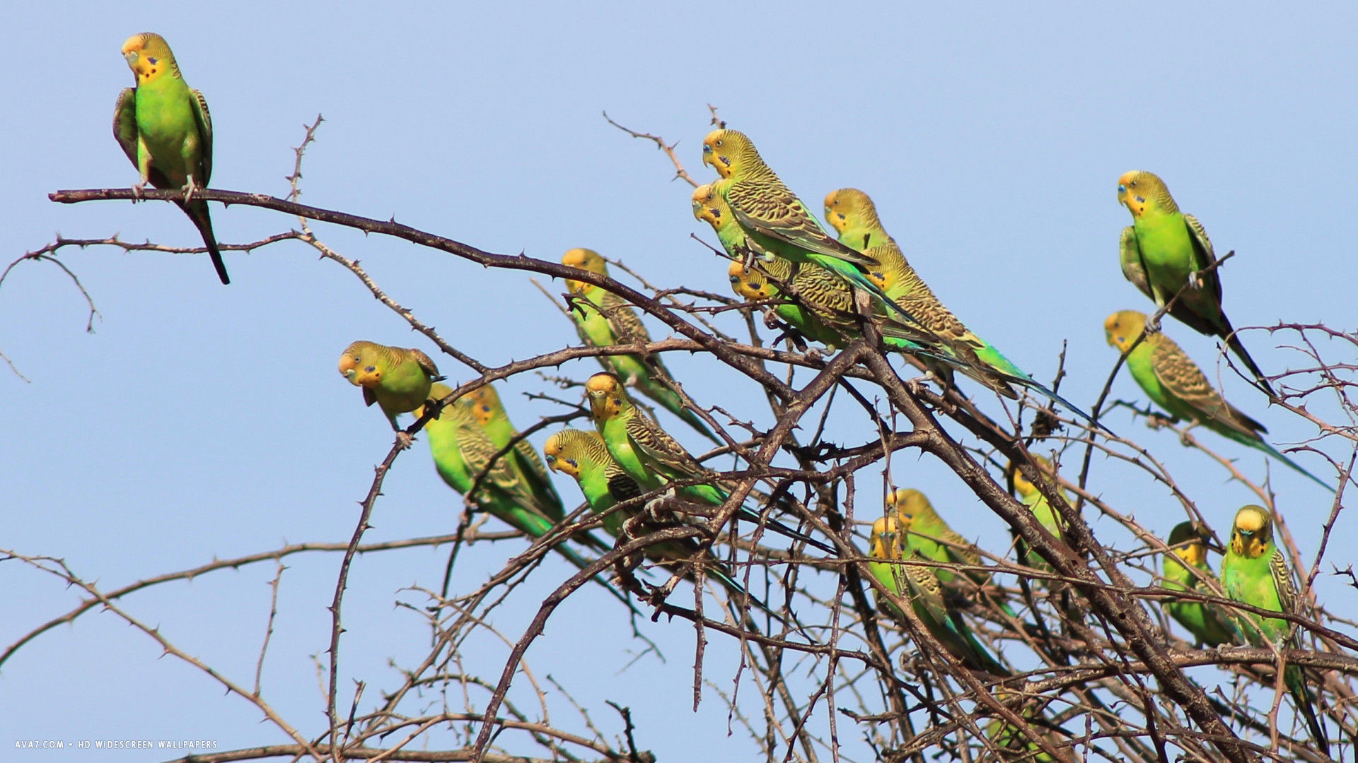 1920x1080 budgie many green wild budgies tree birds branches hd widescreen wallpaper